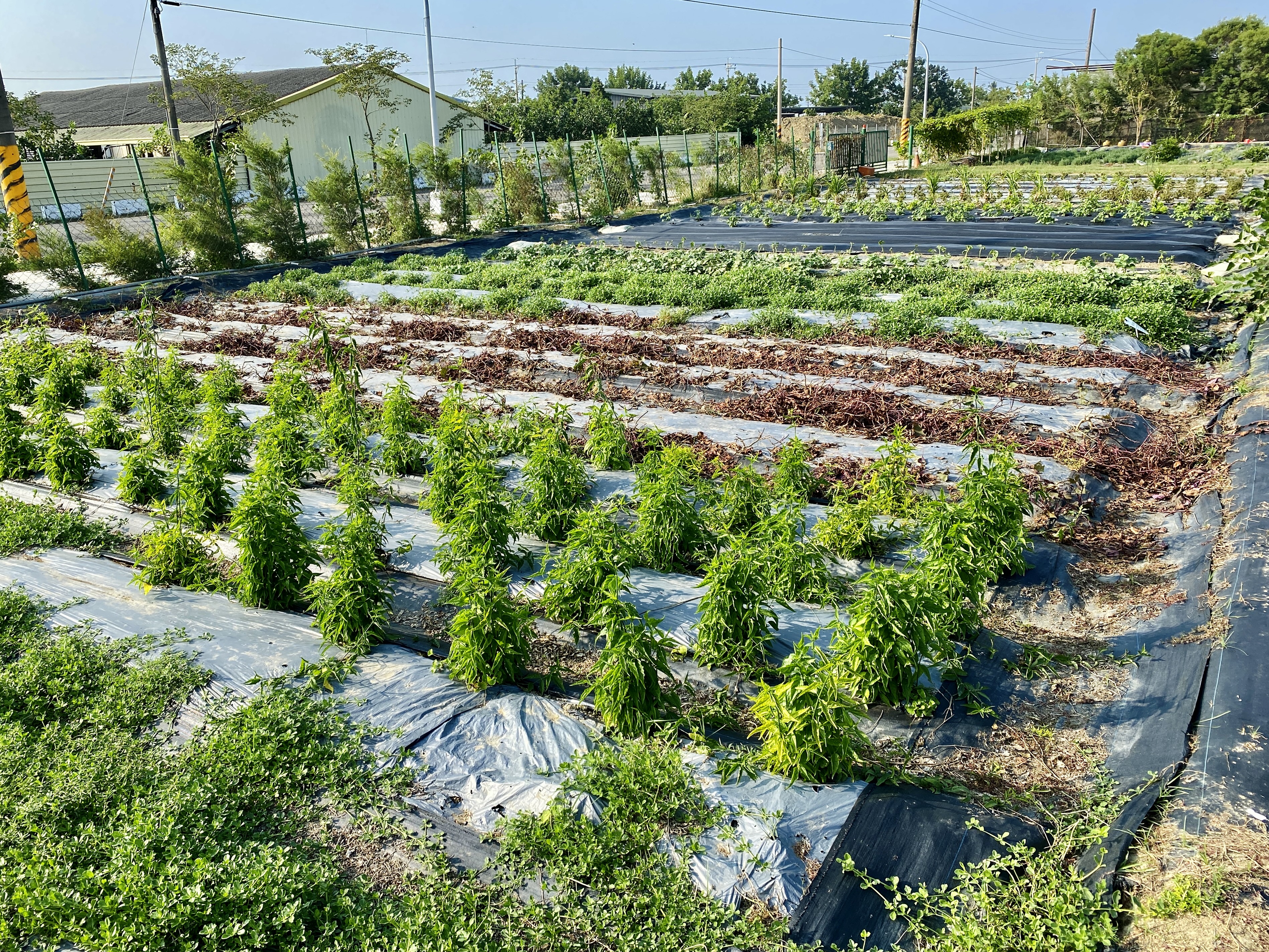 (一級2)露天場域飄散淡淡香味，有助紓壓