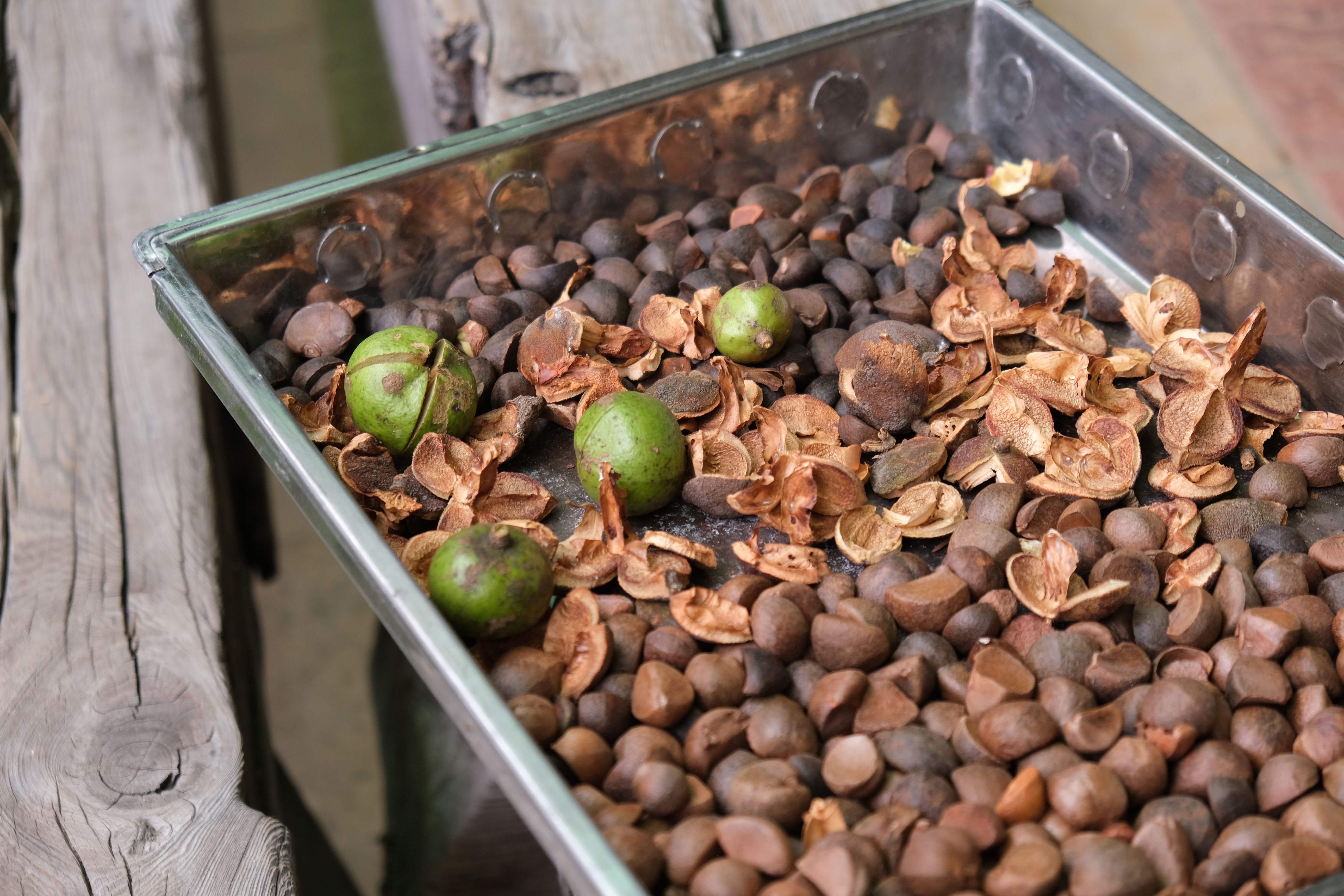 採摘下的茶籽進行加工曬乾，可用來做成苦茶油。