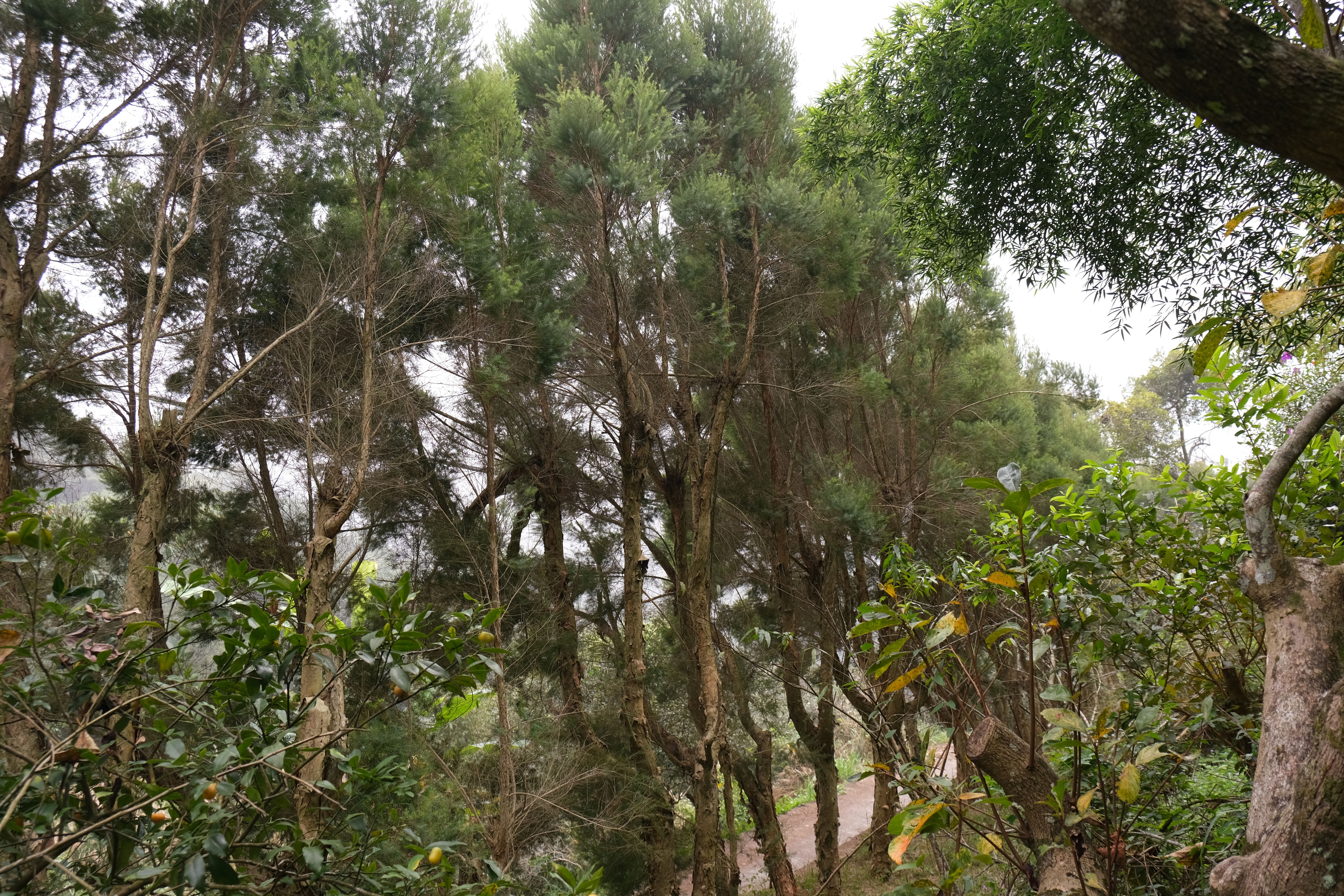 園區內種植10到20種樹木，其中整排的澳洲茶樹令人印象深刻。