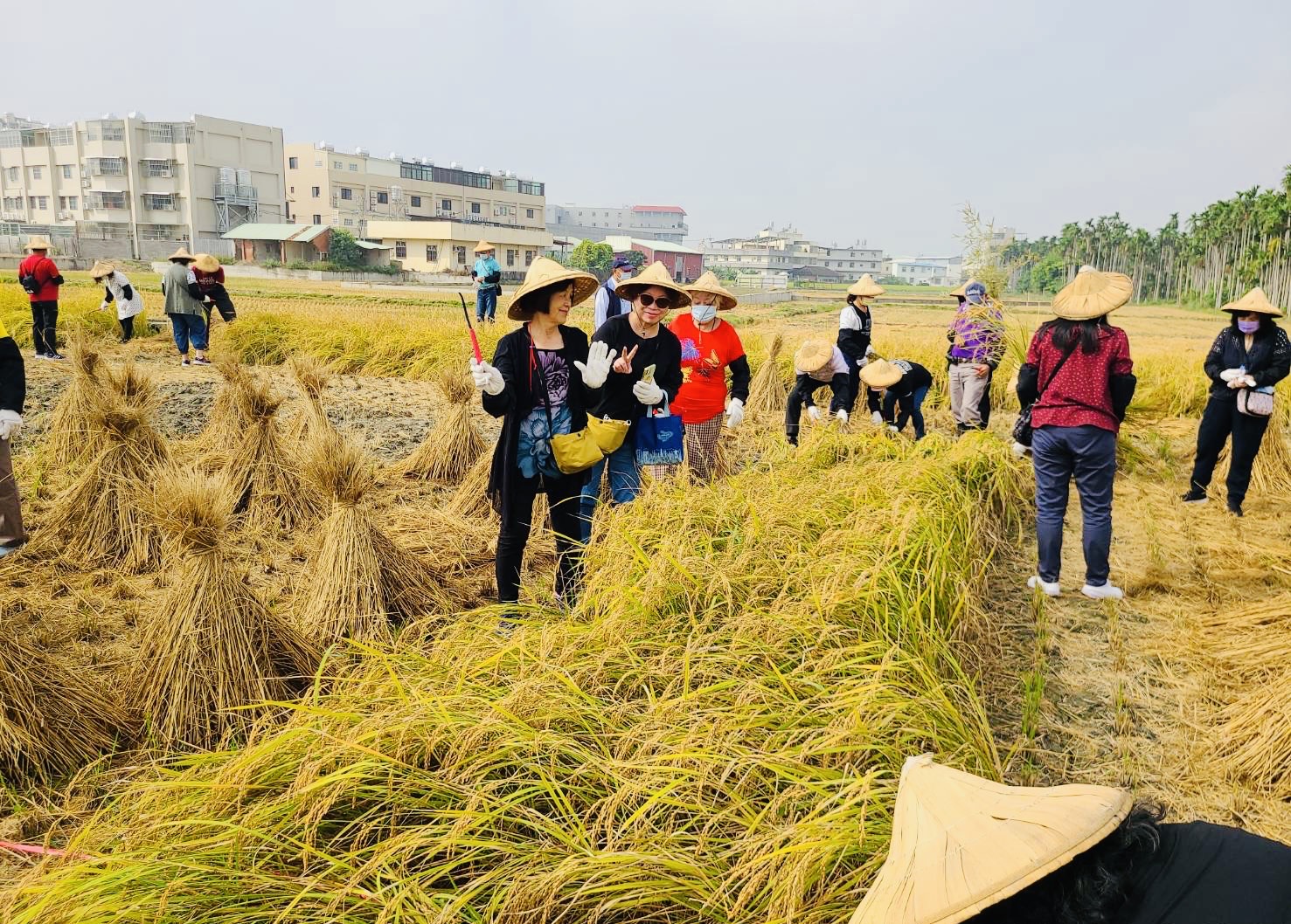 水稻採收體驗