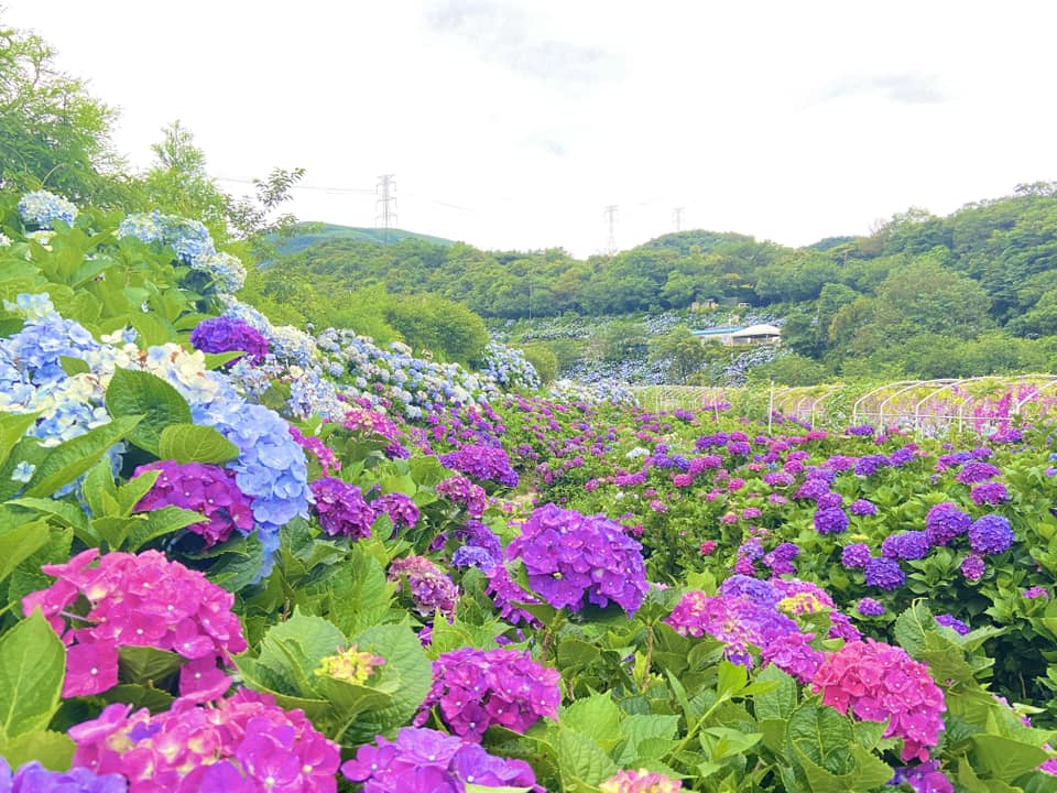 高家繡球花田