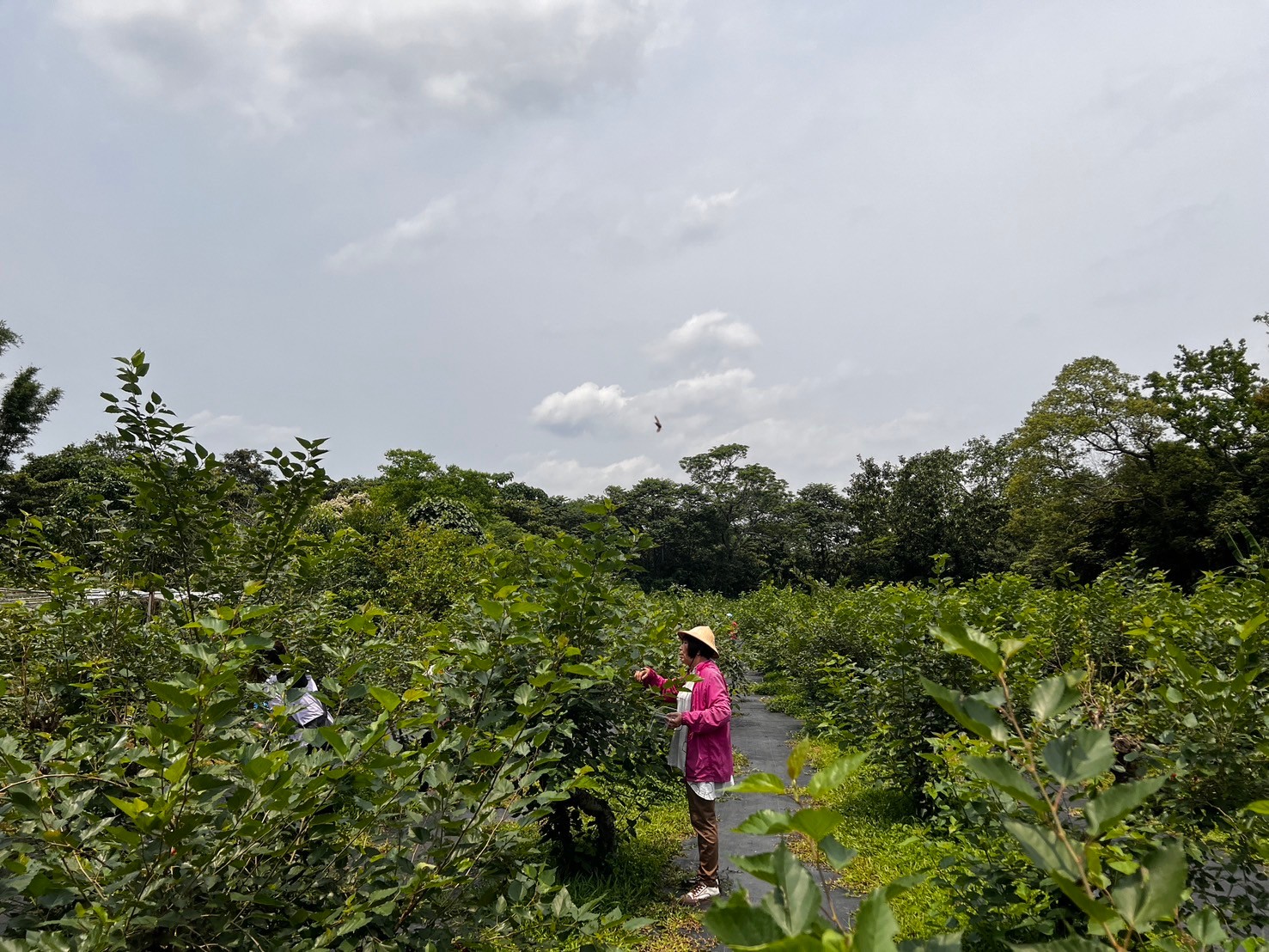 桑葚緣觀光果園