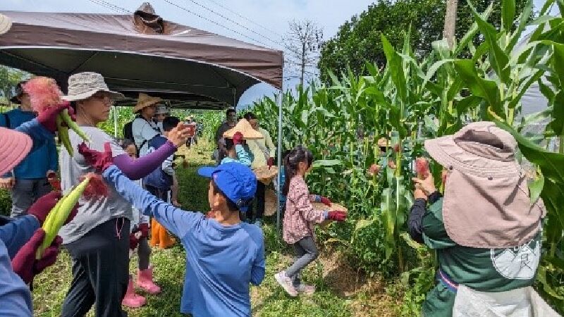 夏木藤農場-採玉米筍