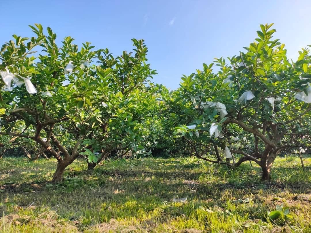 草生栽培果園