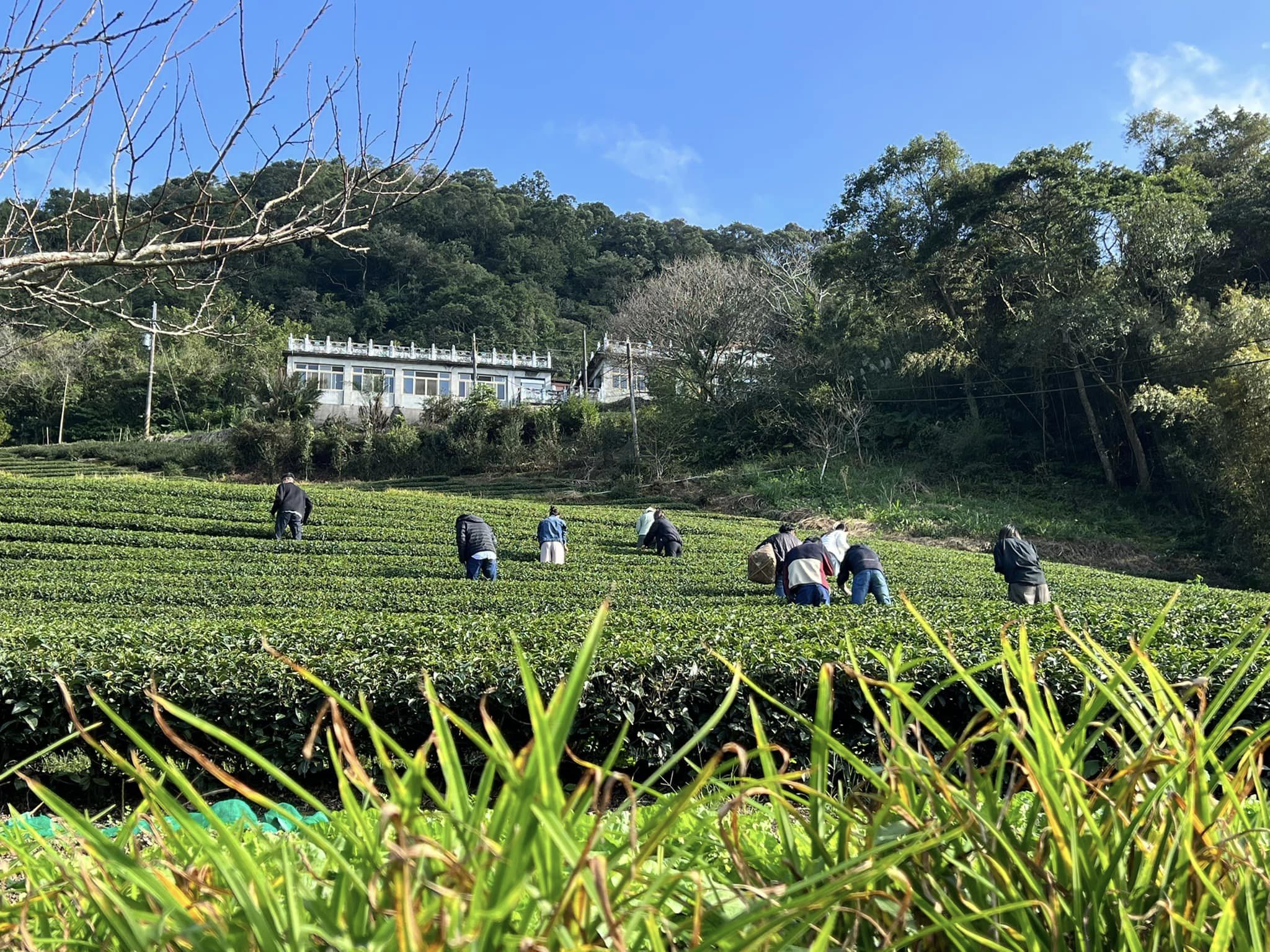 茶園