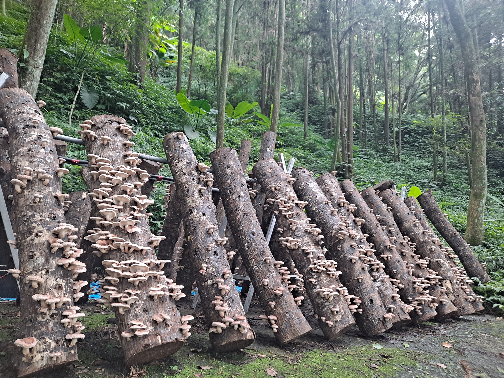 花果山下場域1