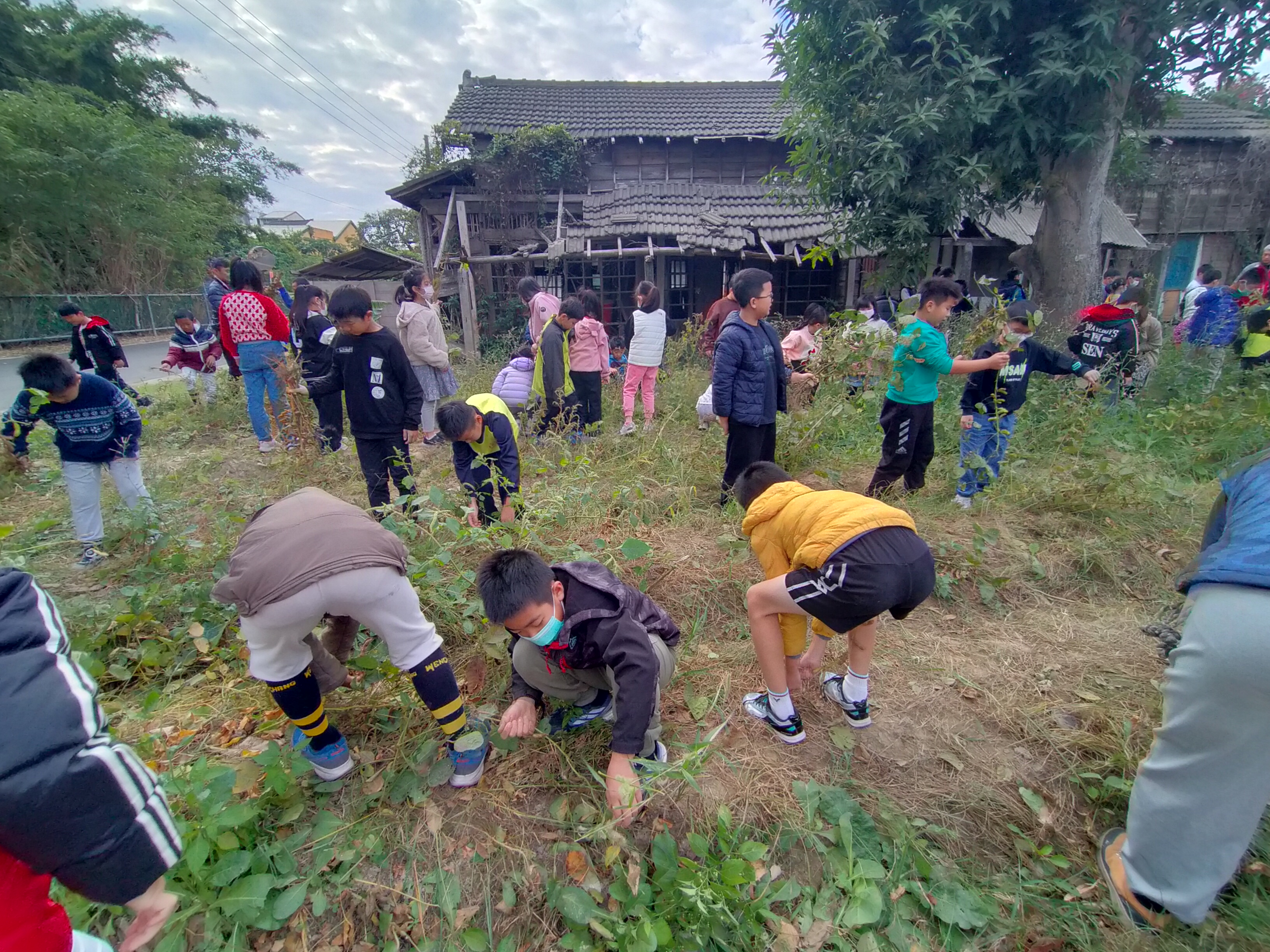 採黑豆體驗活動