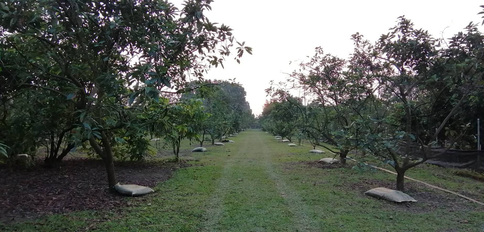 左岸幸福莊園