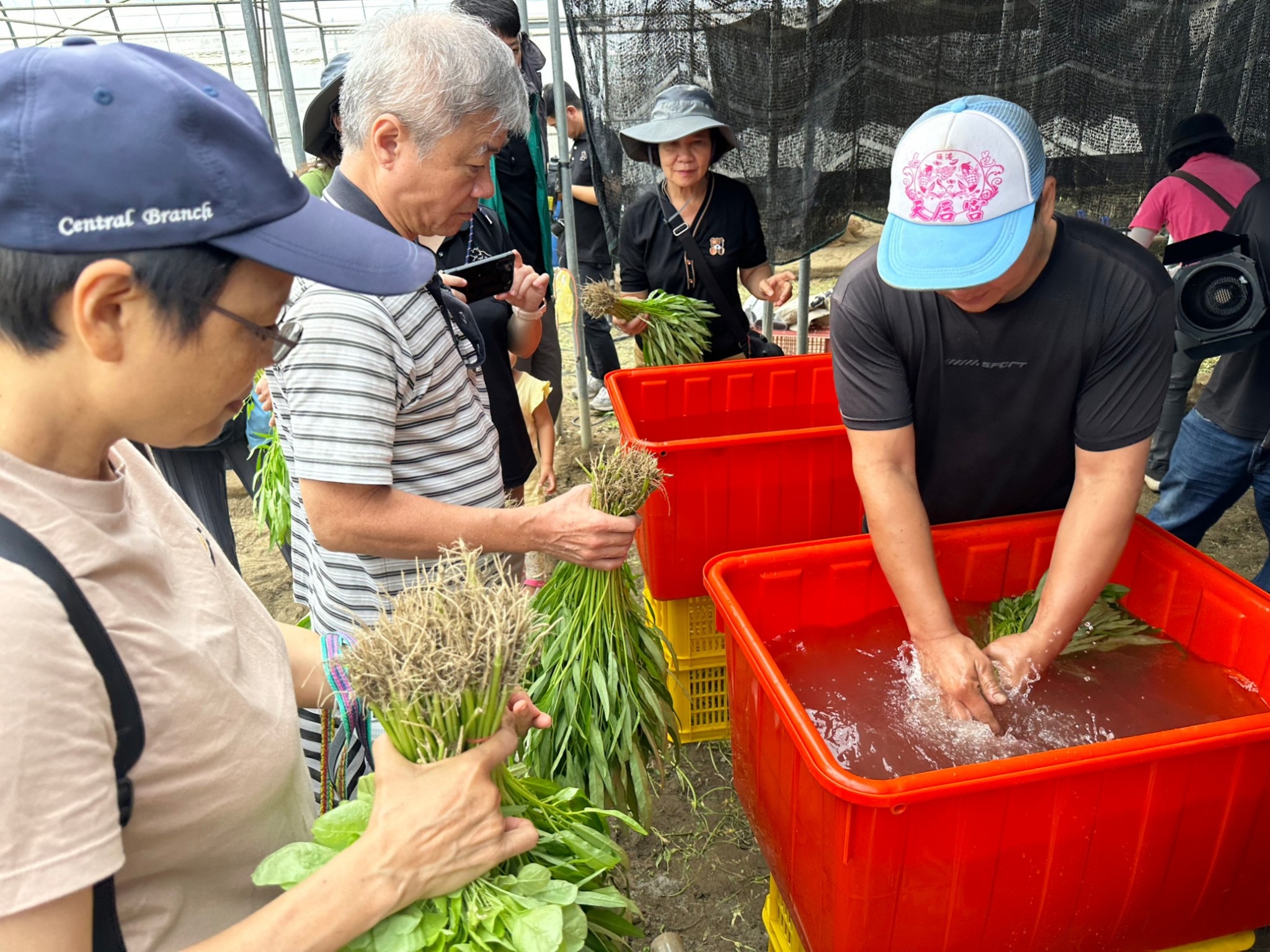 介紹正確清洗空心菜方法