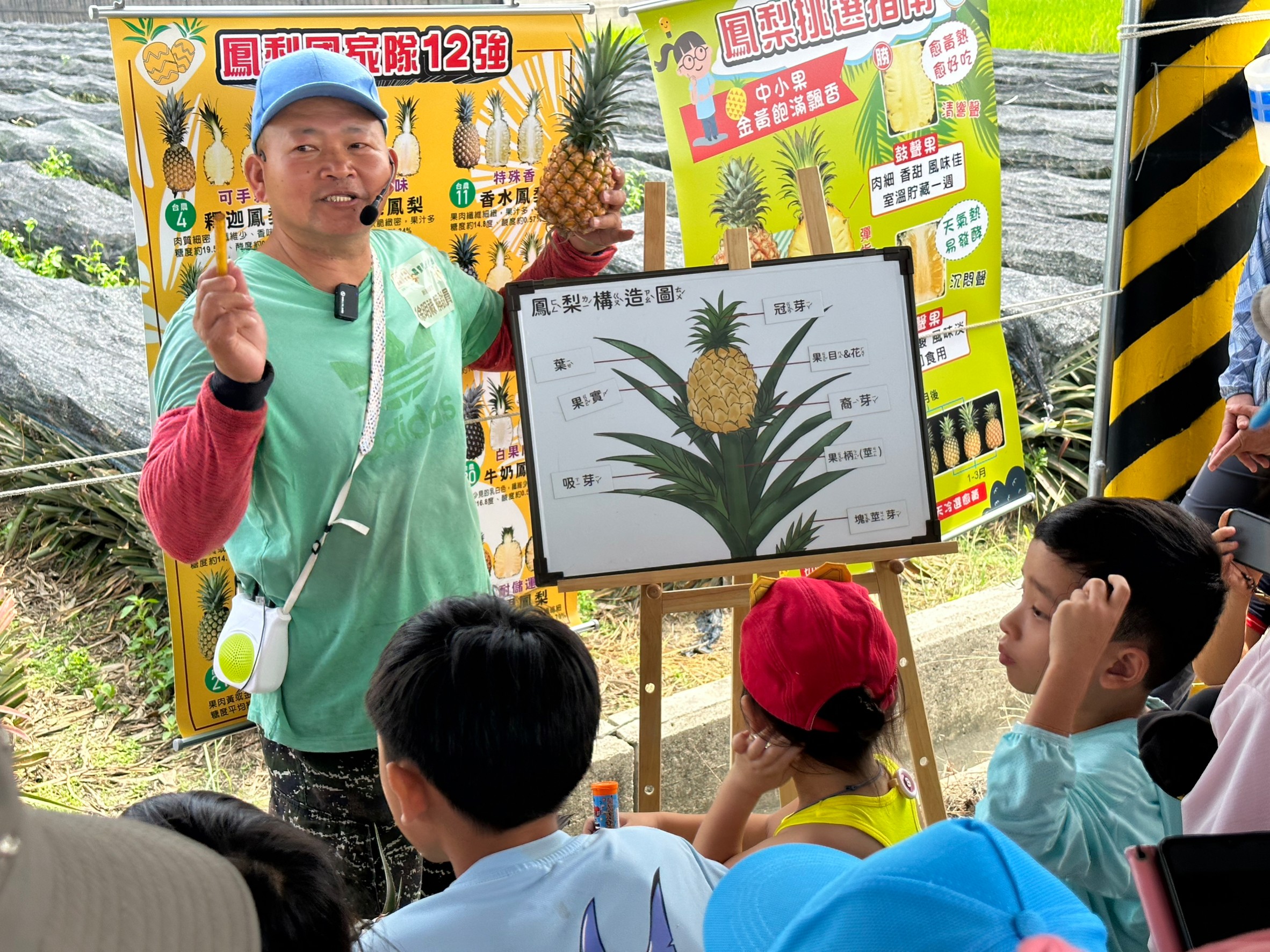 鳳梨品種介紹