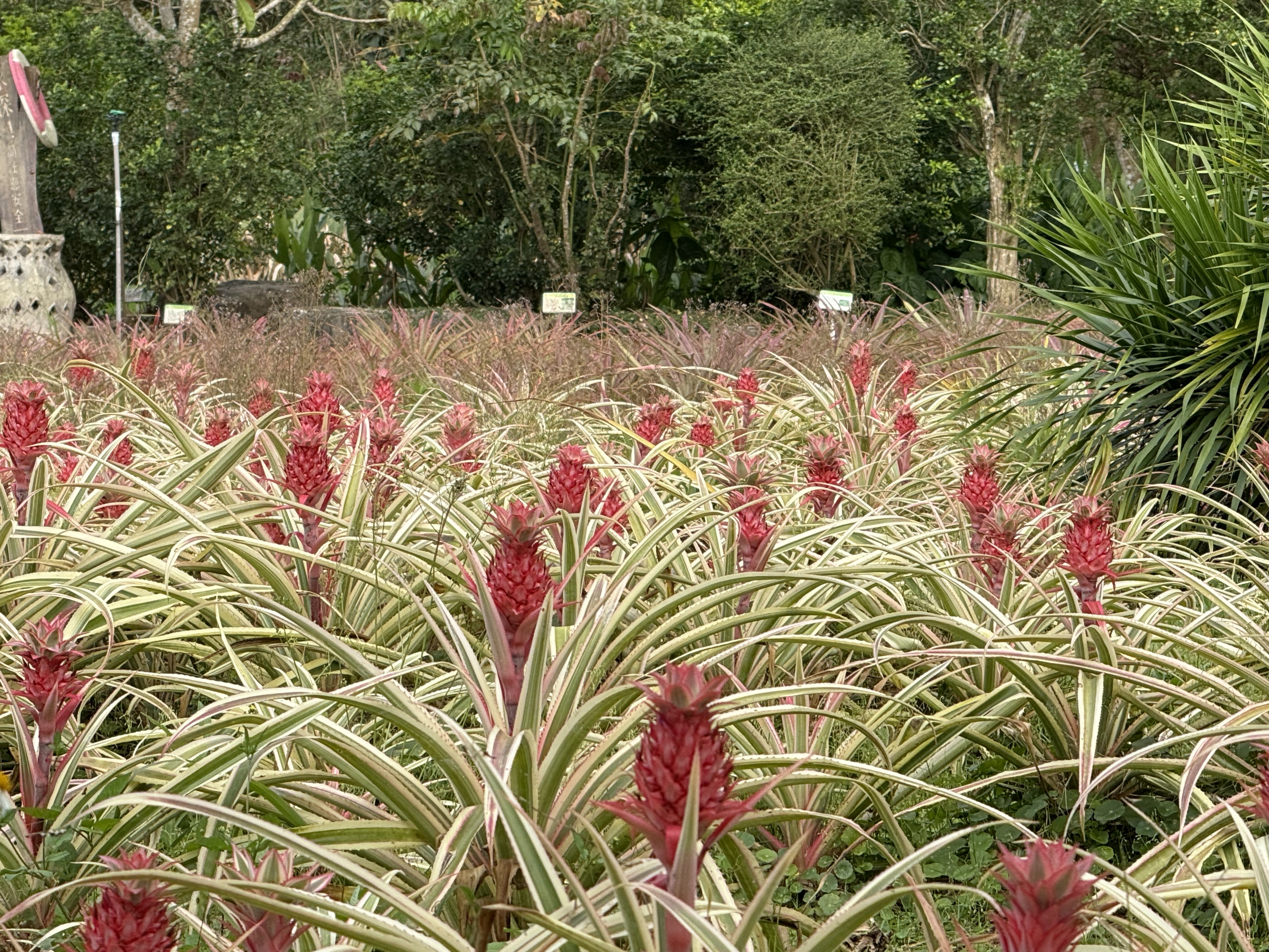 五彩鳳梨園區