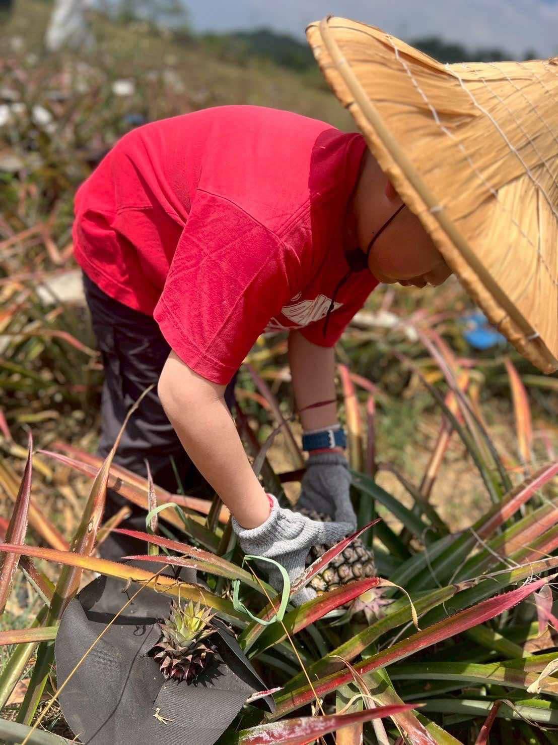 採有機鳳梨體驗