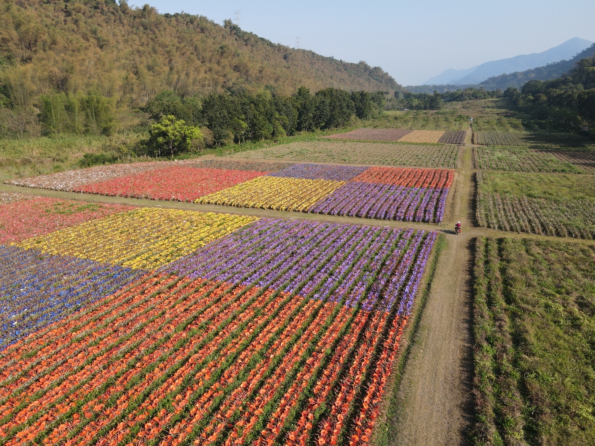 鳳梨彩帽田園地景