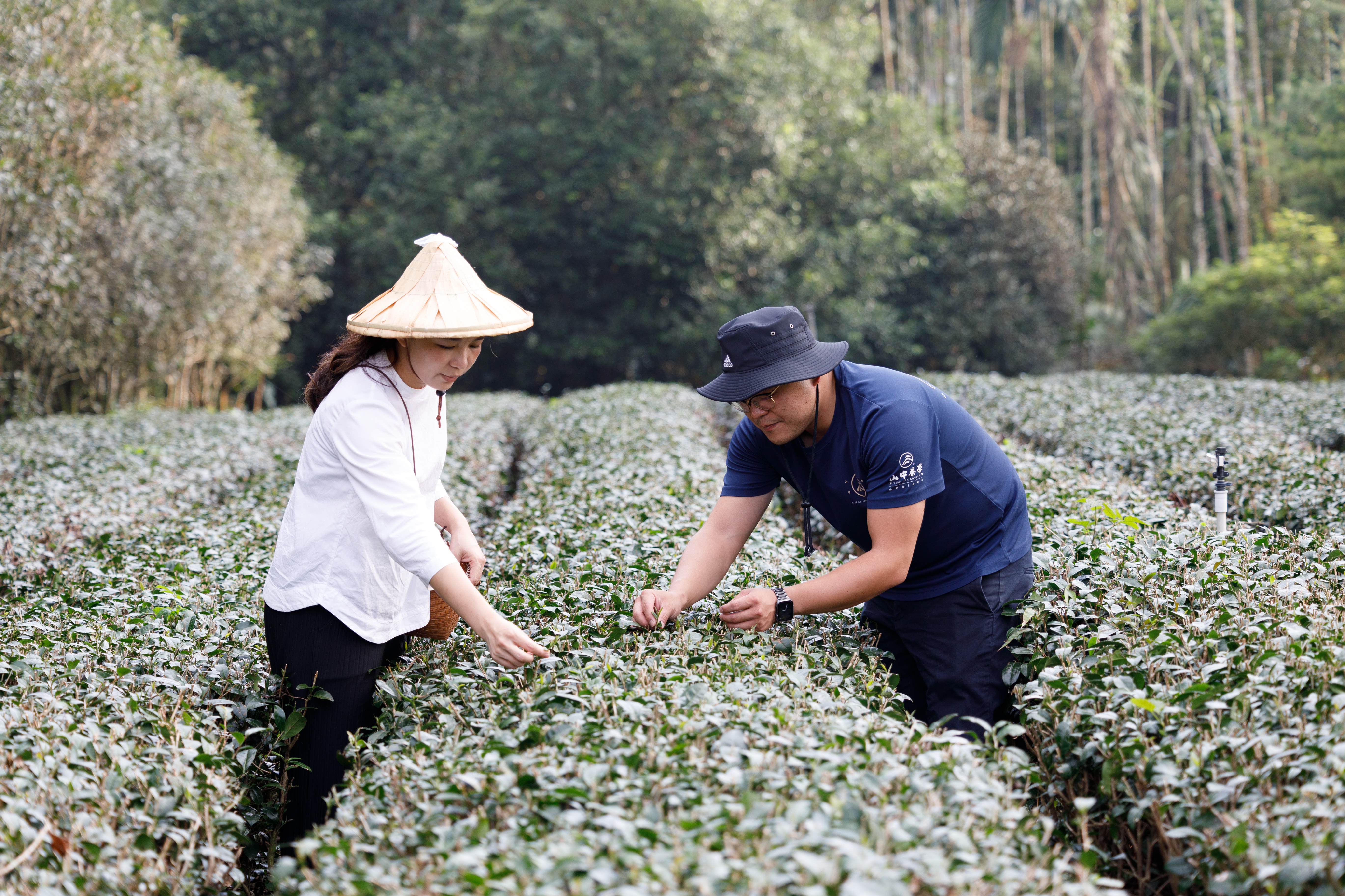 山中茶學