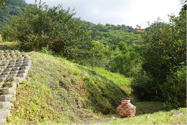 谷芳有機茶園3