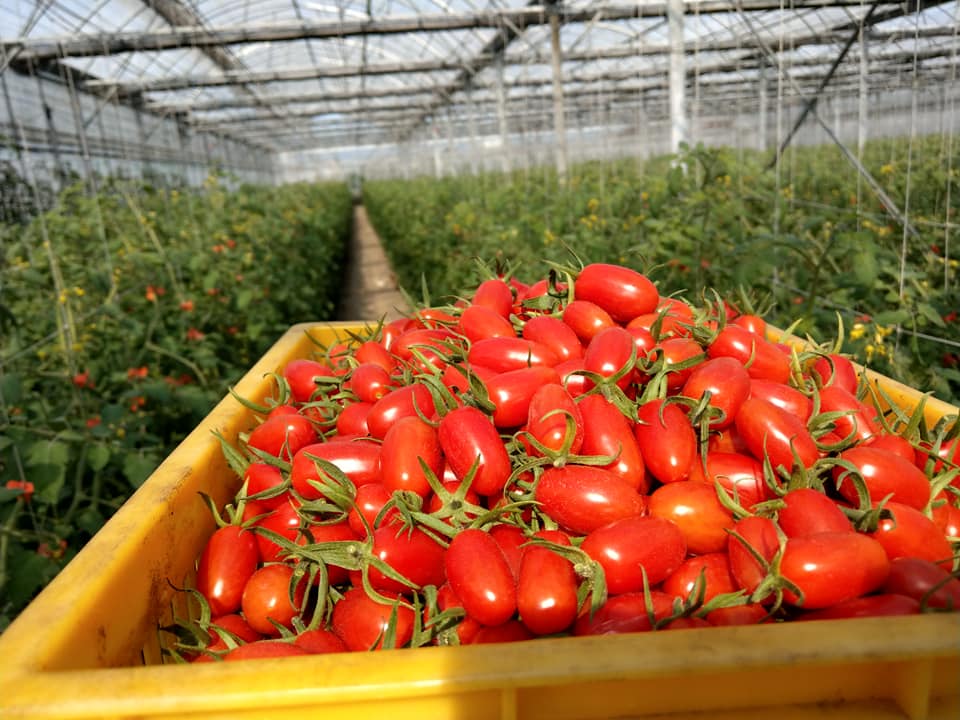 玉女小果蕃茄特寫