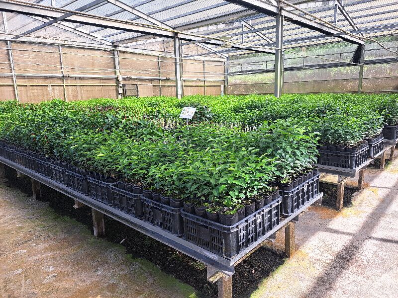 台東成功柑橘健康種苗場