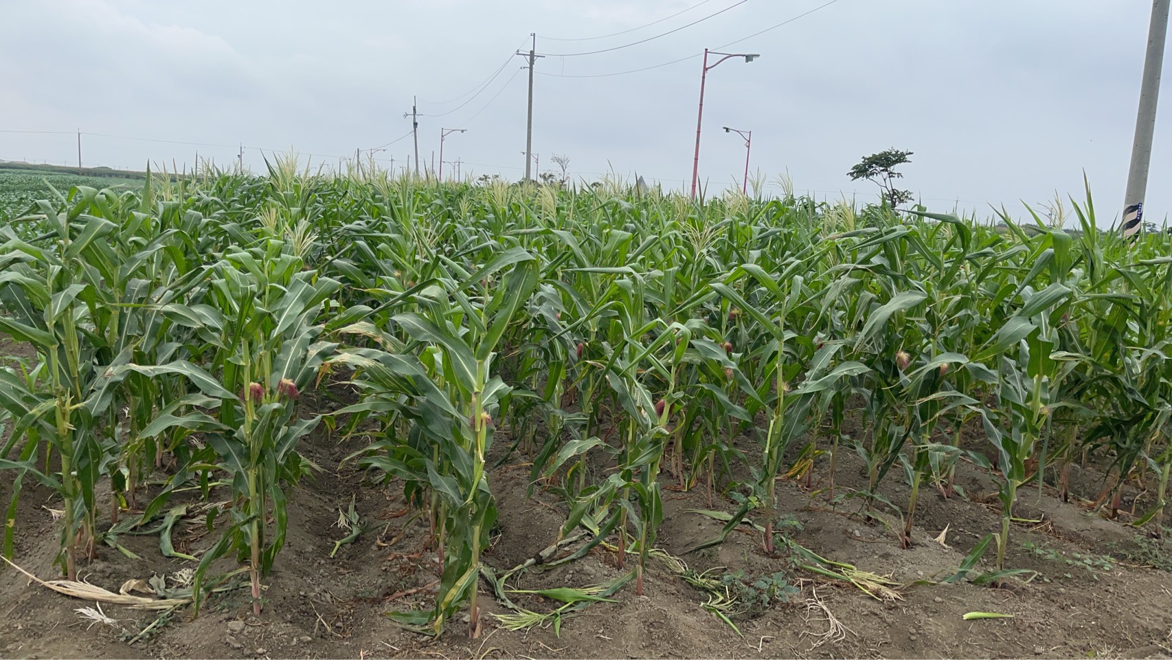 金果子農場有機玉米筍