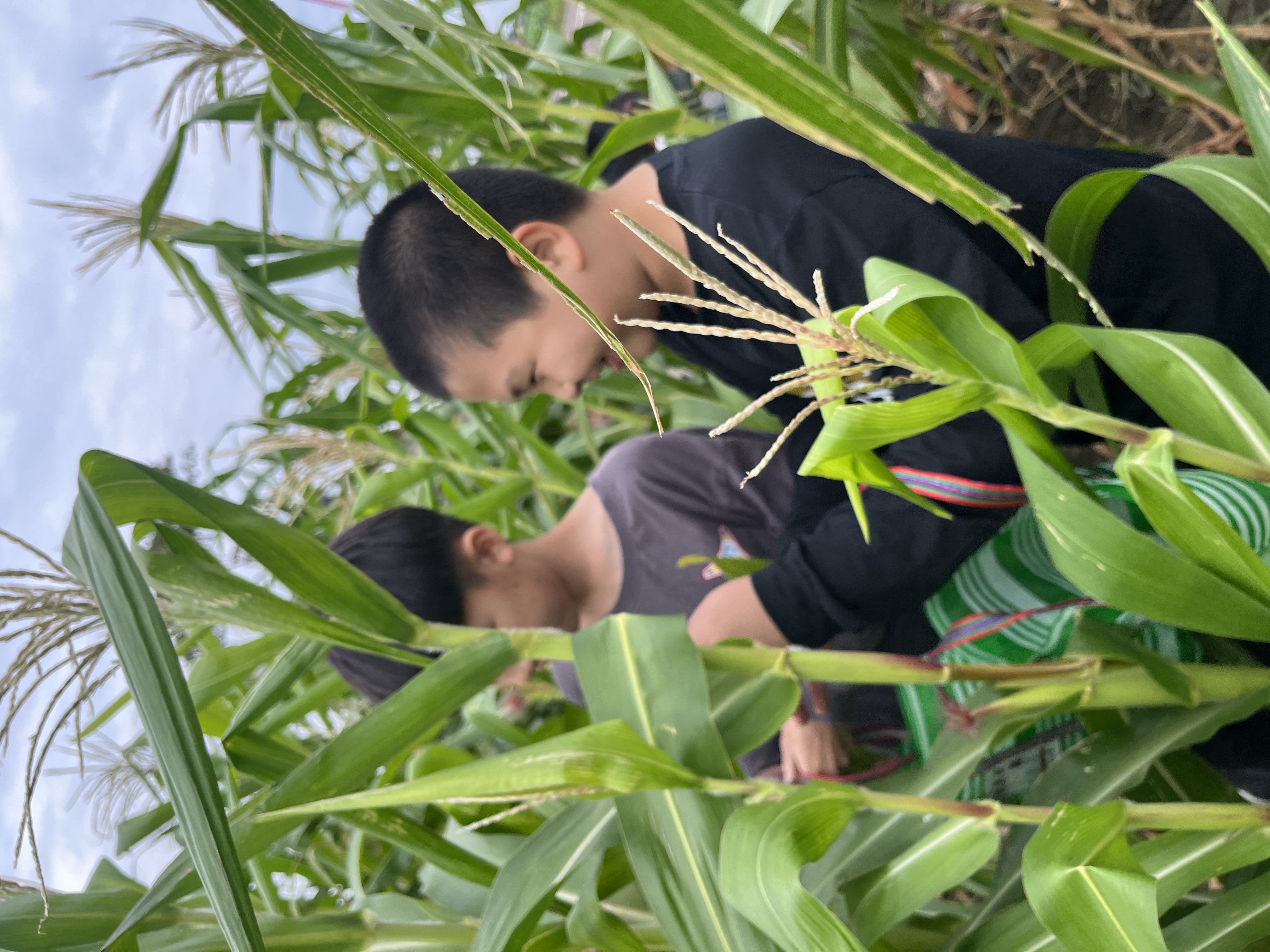 金果子農場有機玉米筍採收體驗