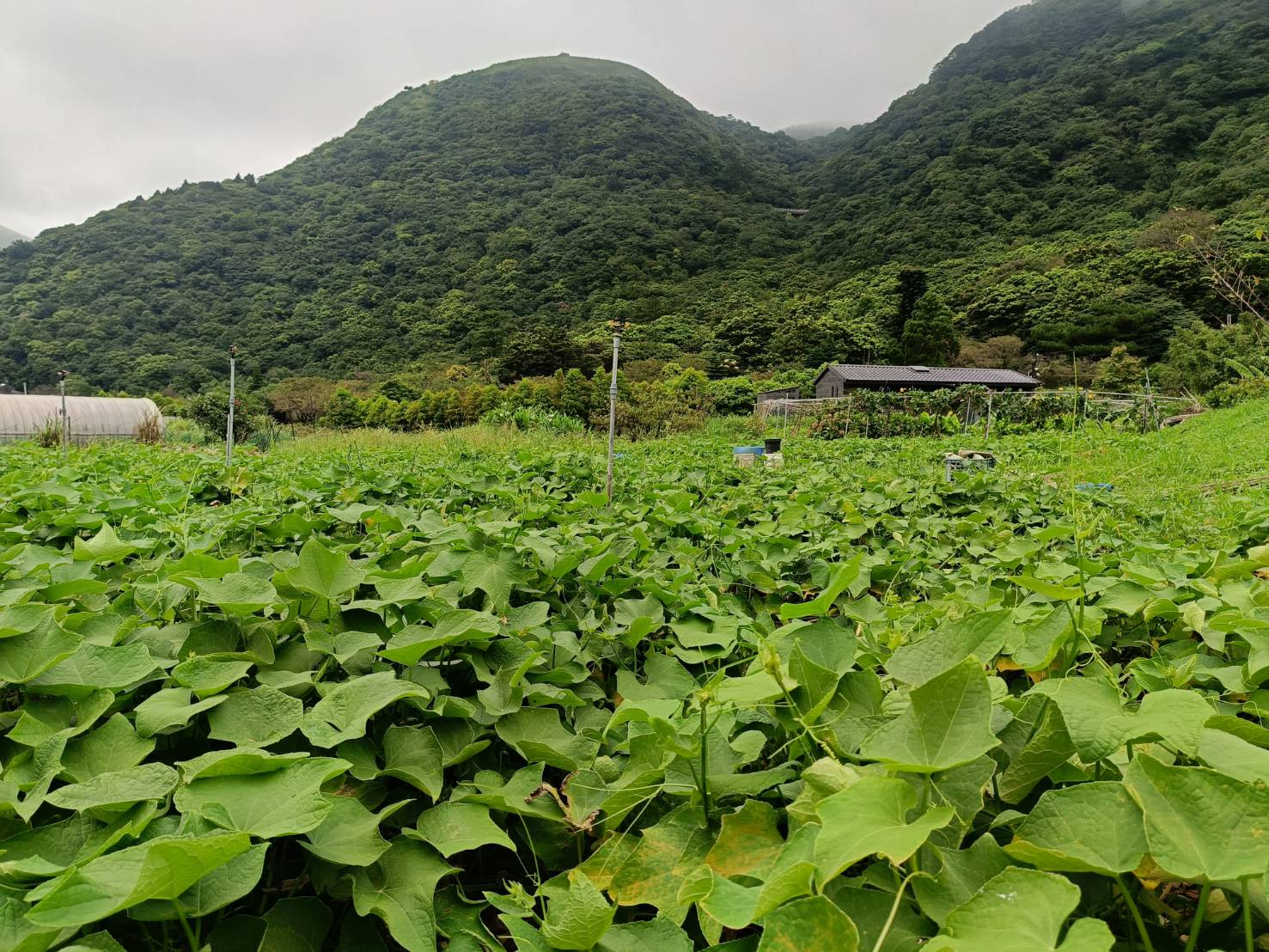 (財福合作)龍鬚菜田