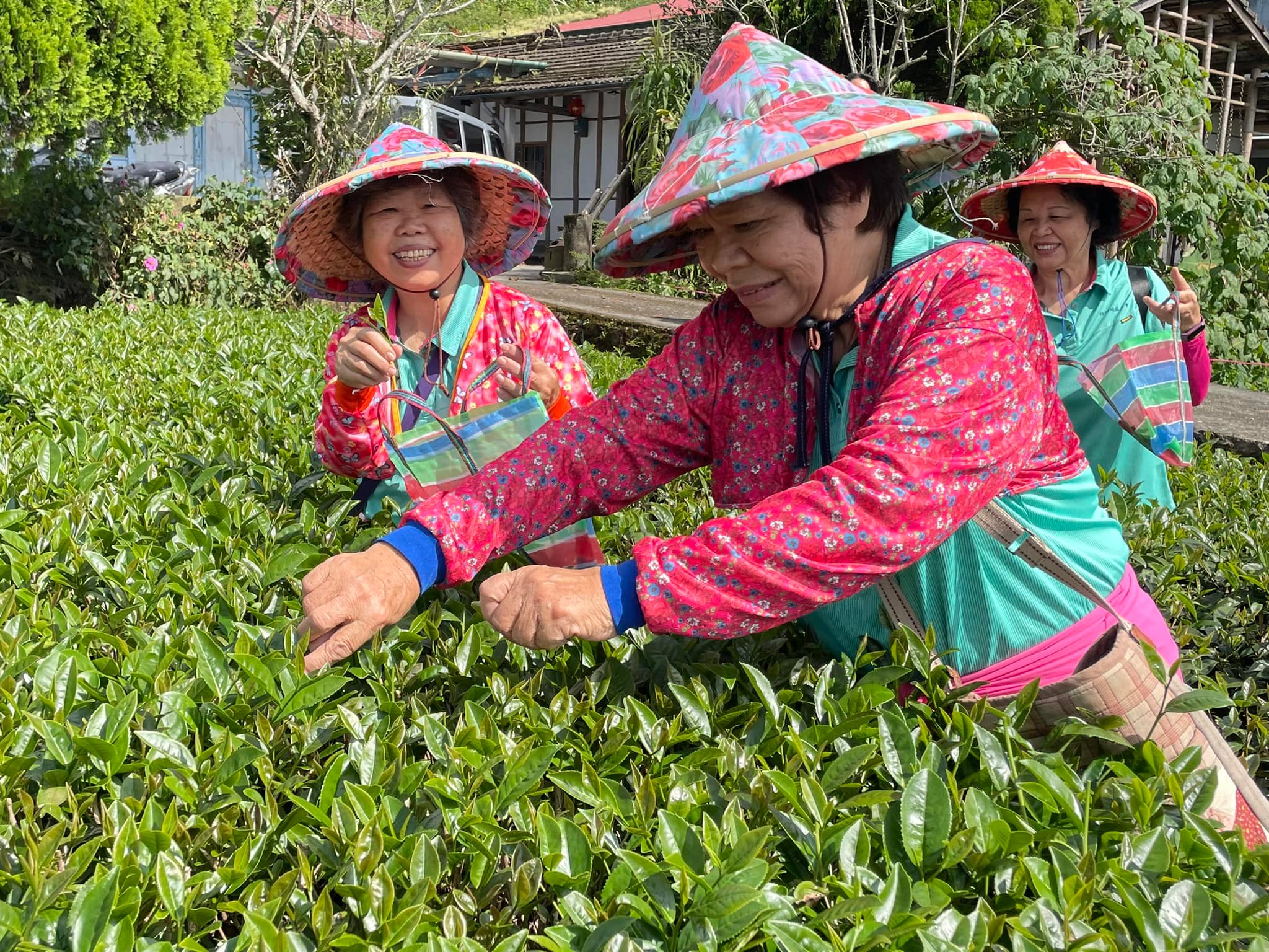 採茶體驗