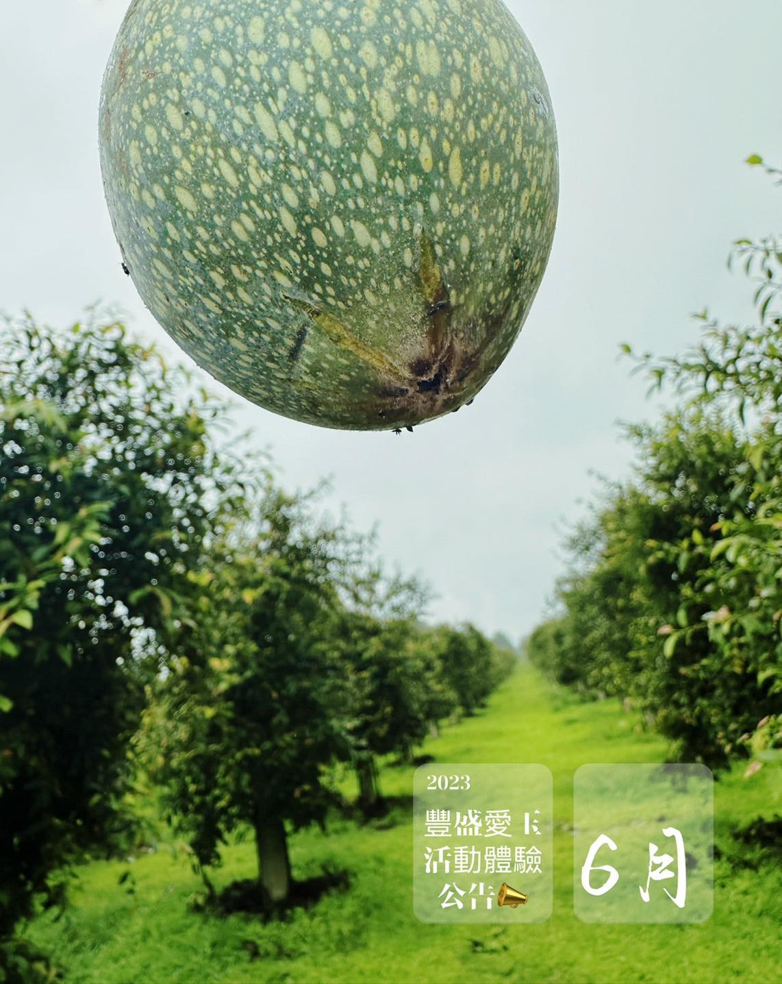 愛玉小蜂互利共生