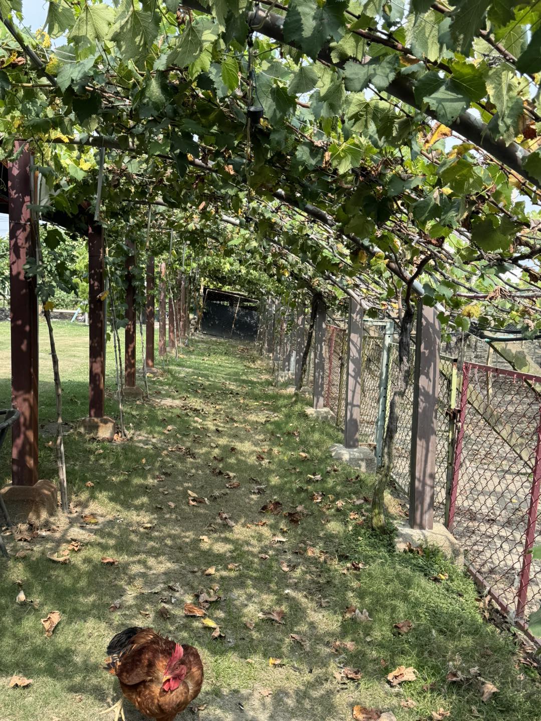 二林鎮農會葡萄體驗果園-詠豐果園