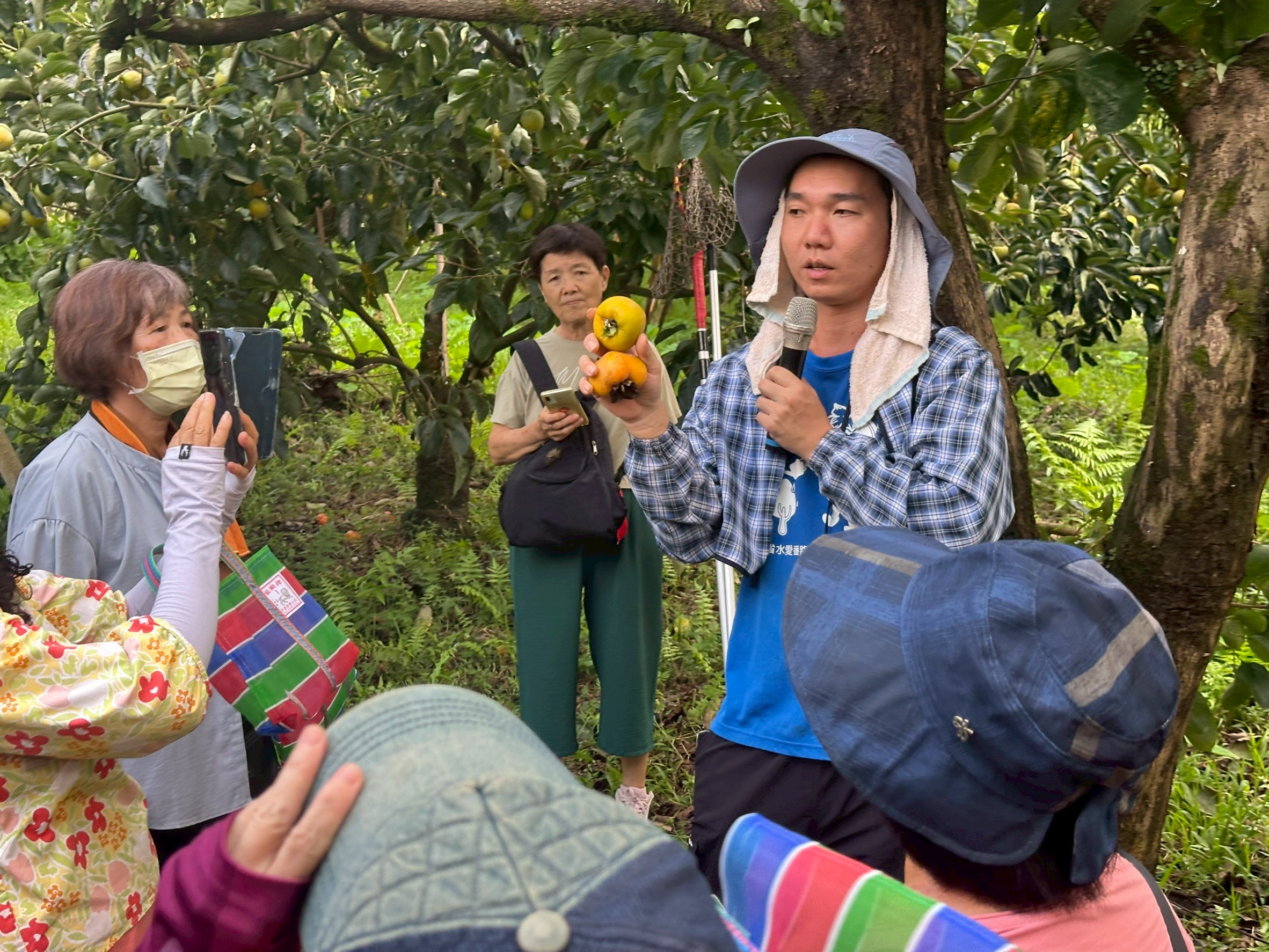 栽種知識分享與柿子品種介紹
