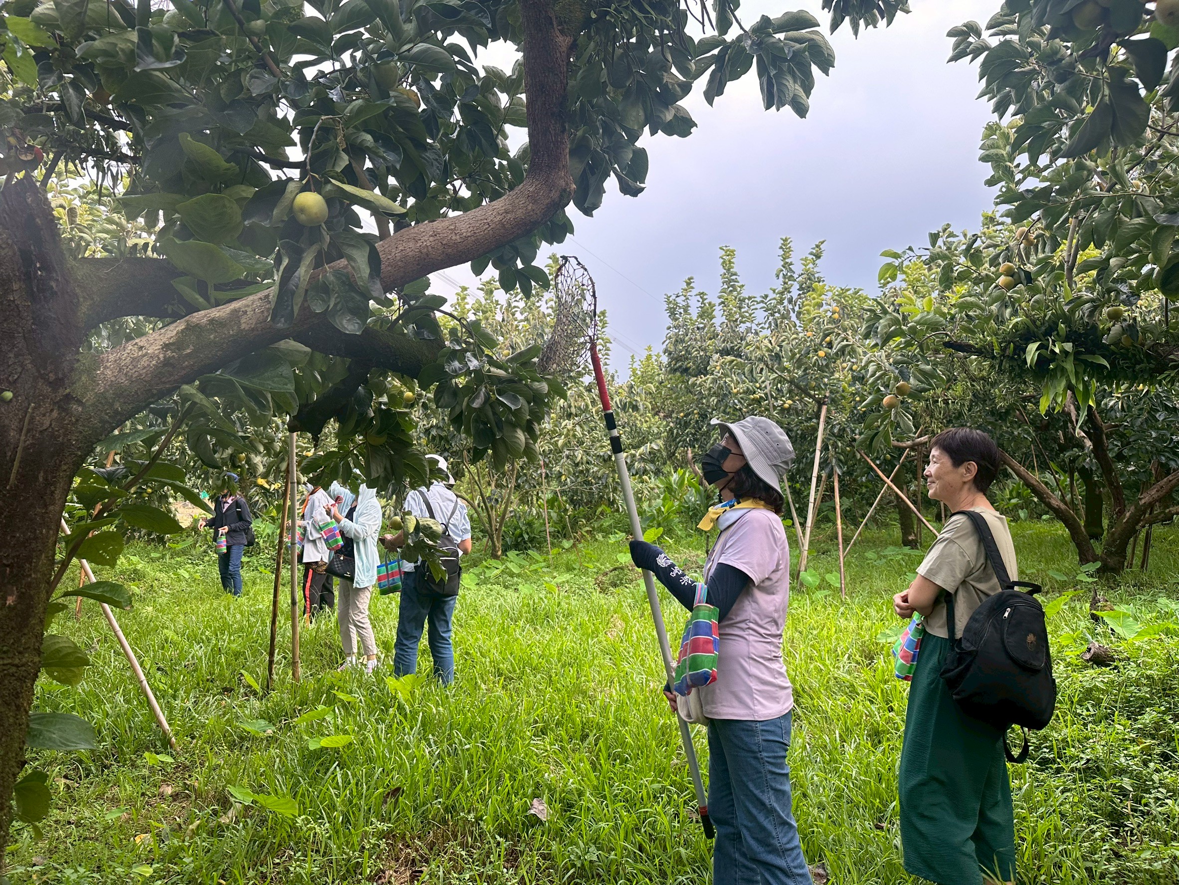 體驗親手採摘柿子