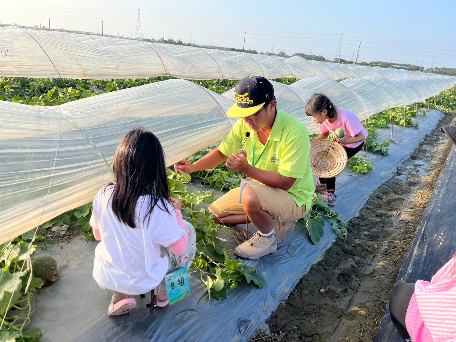 隧道式洋香瓜田