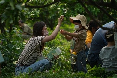大川果園探險趣(生態導覽、植物採集)