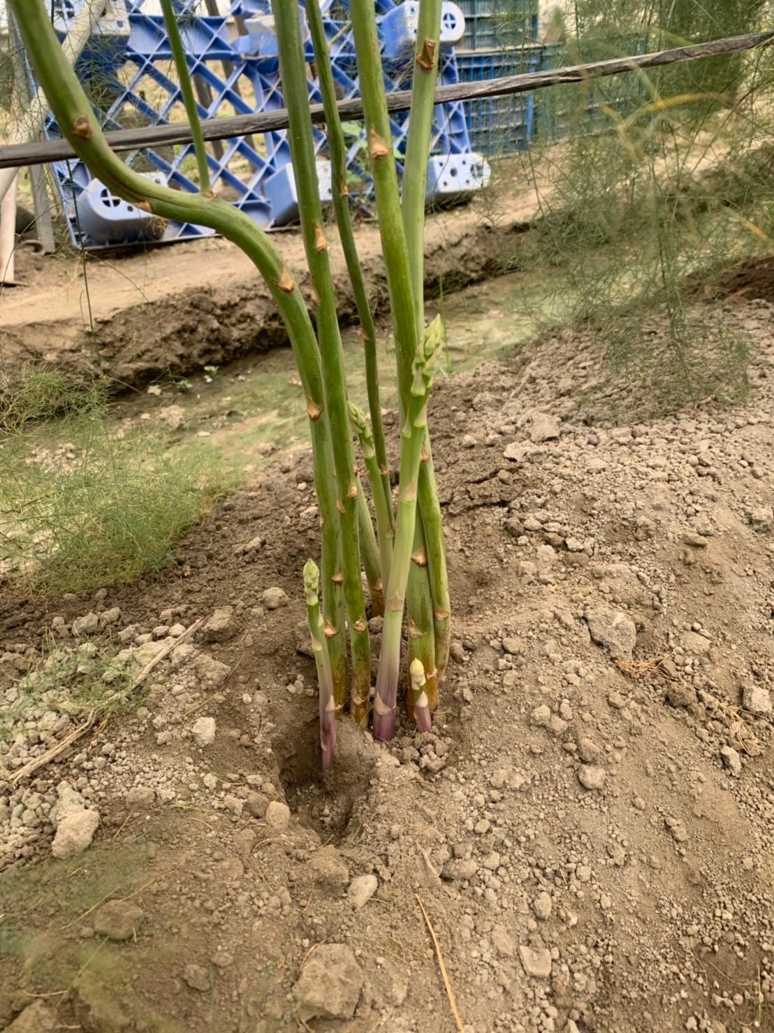 蘆筍保存小撇步