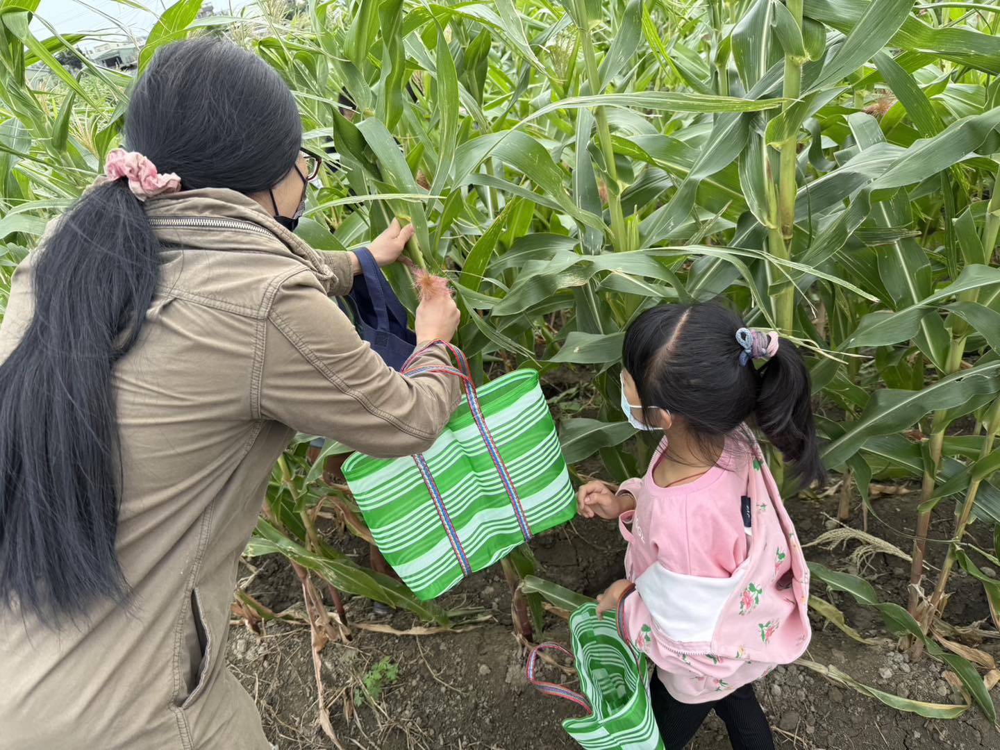 有機玉米筍採收體驗