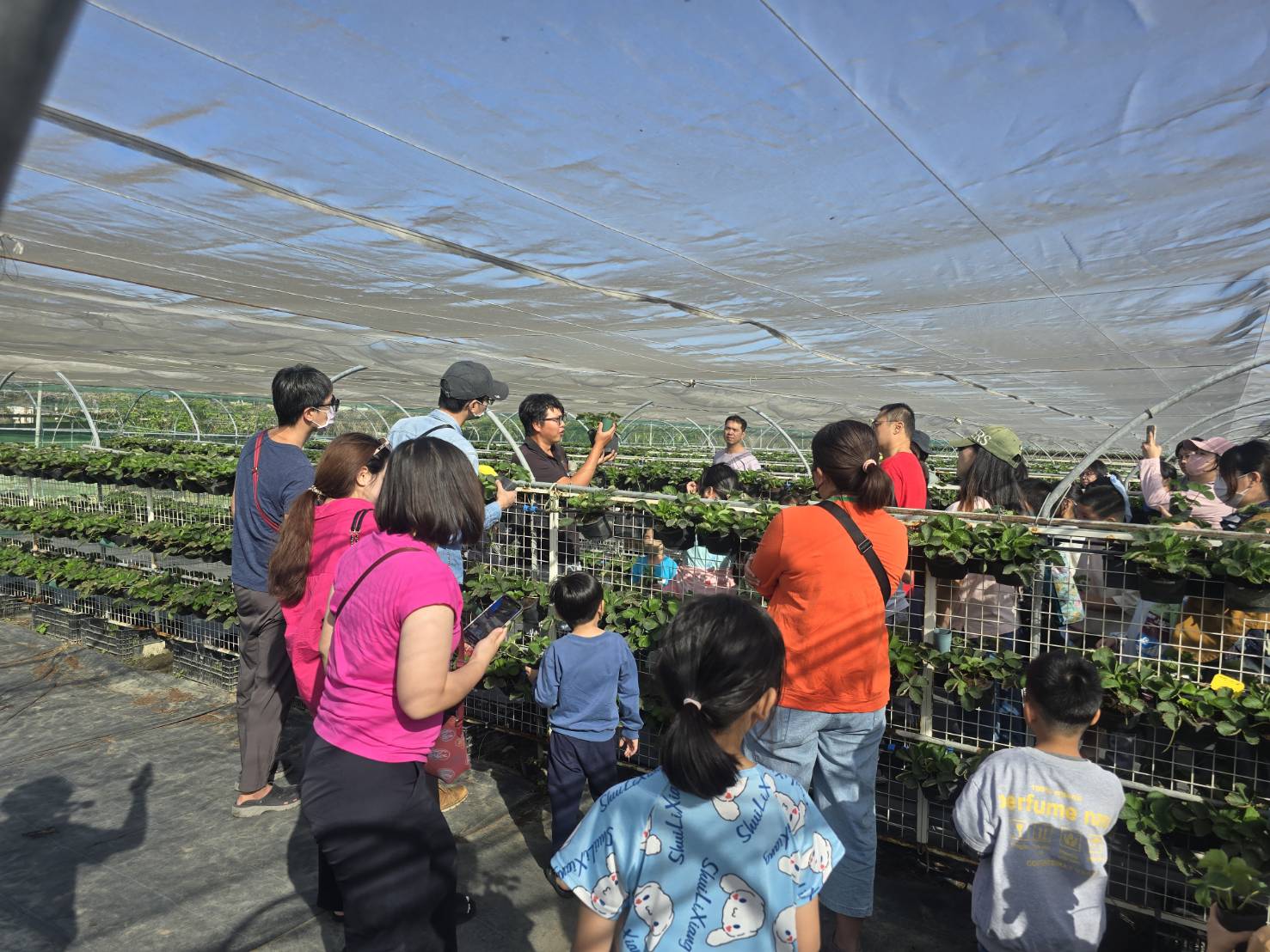 福家草莓園(植物種植)