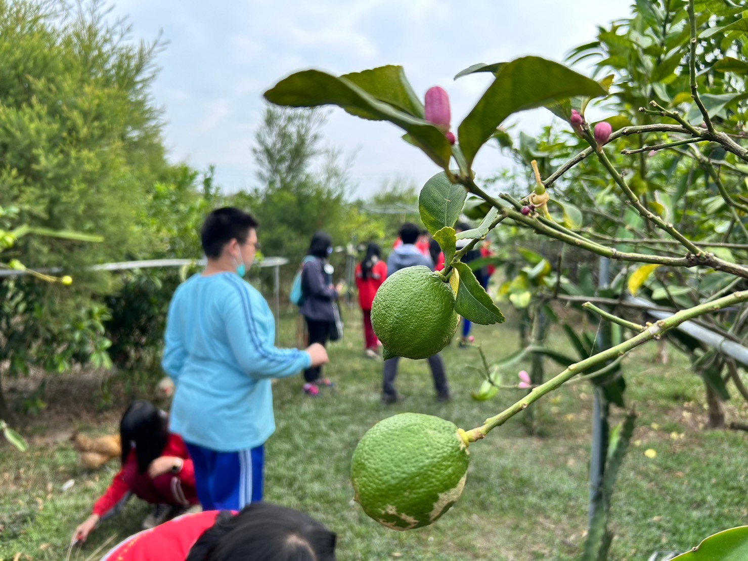 走進園區裡，介紹有機檸檬需要如何種植照顧及所需要的環境及生長過程和病蟲害與解決方法