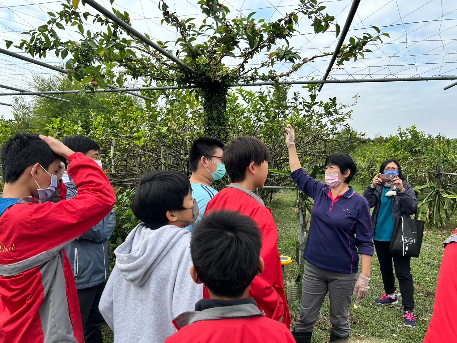 介紹有機檸檬需要如何種植照顧及所需要的環境及生長過程和病蟲害與解決方法2