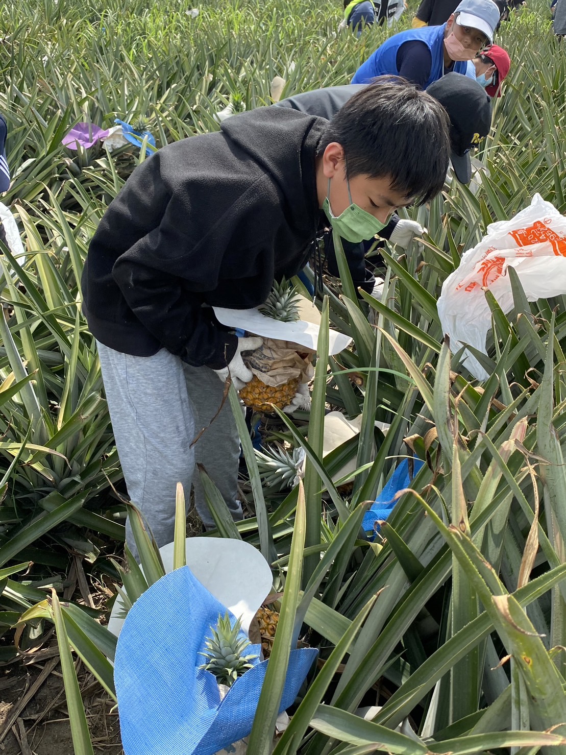 鳳梨採收體驗