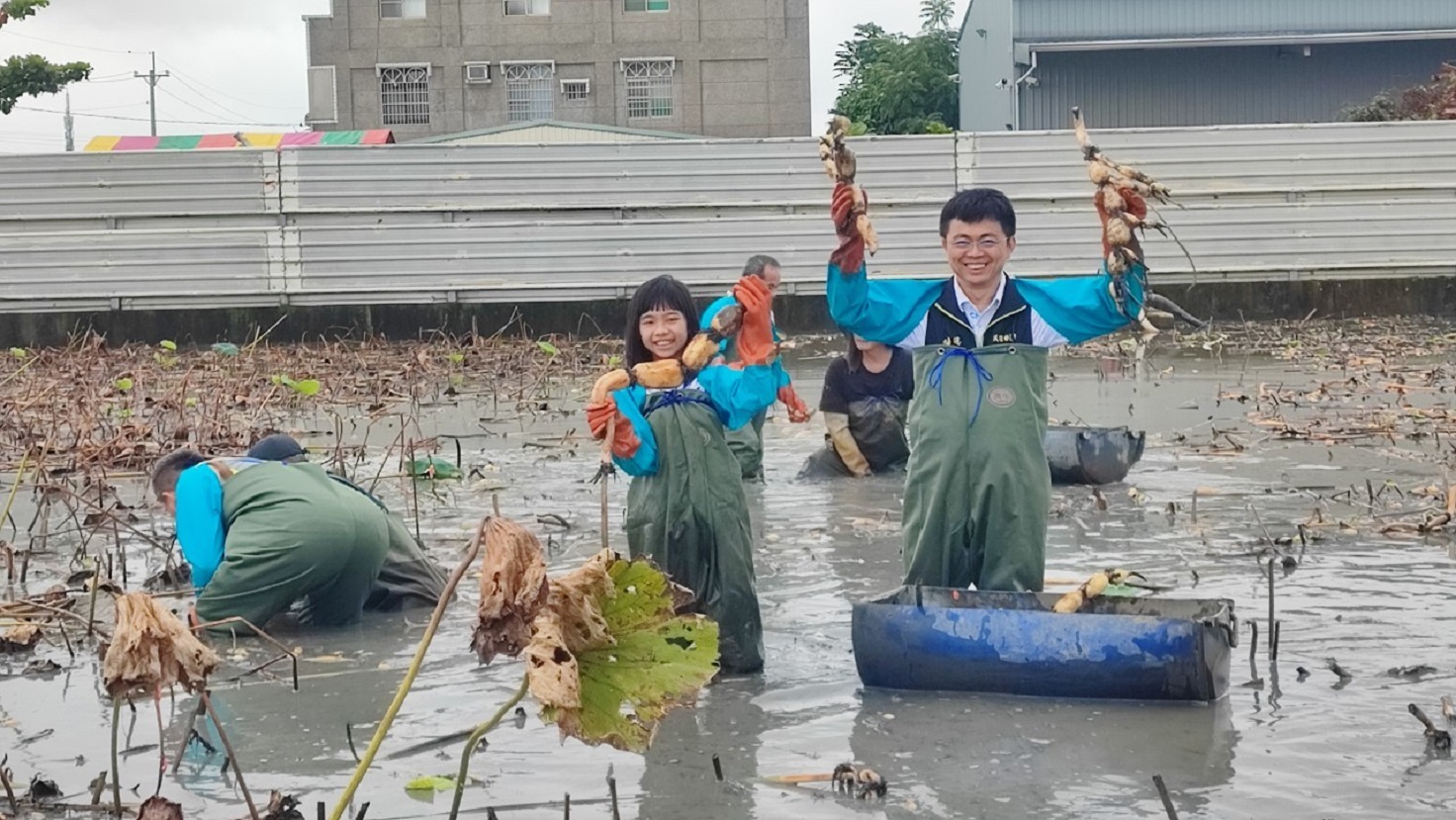 採蓮藕體驗