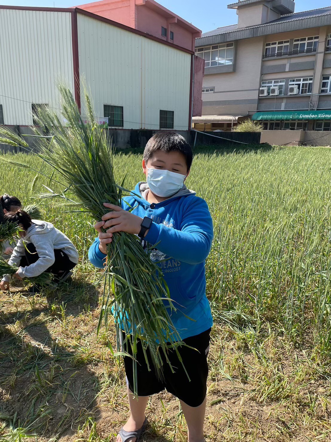 小麥乾燥花製作