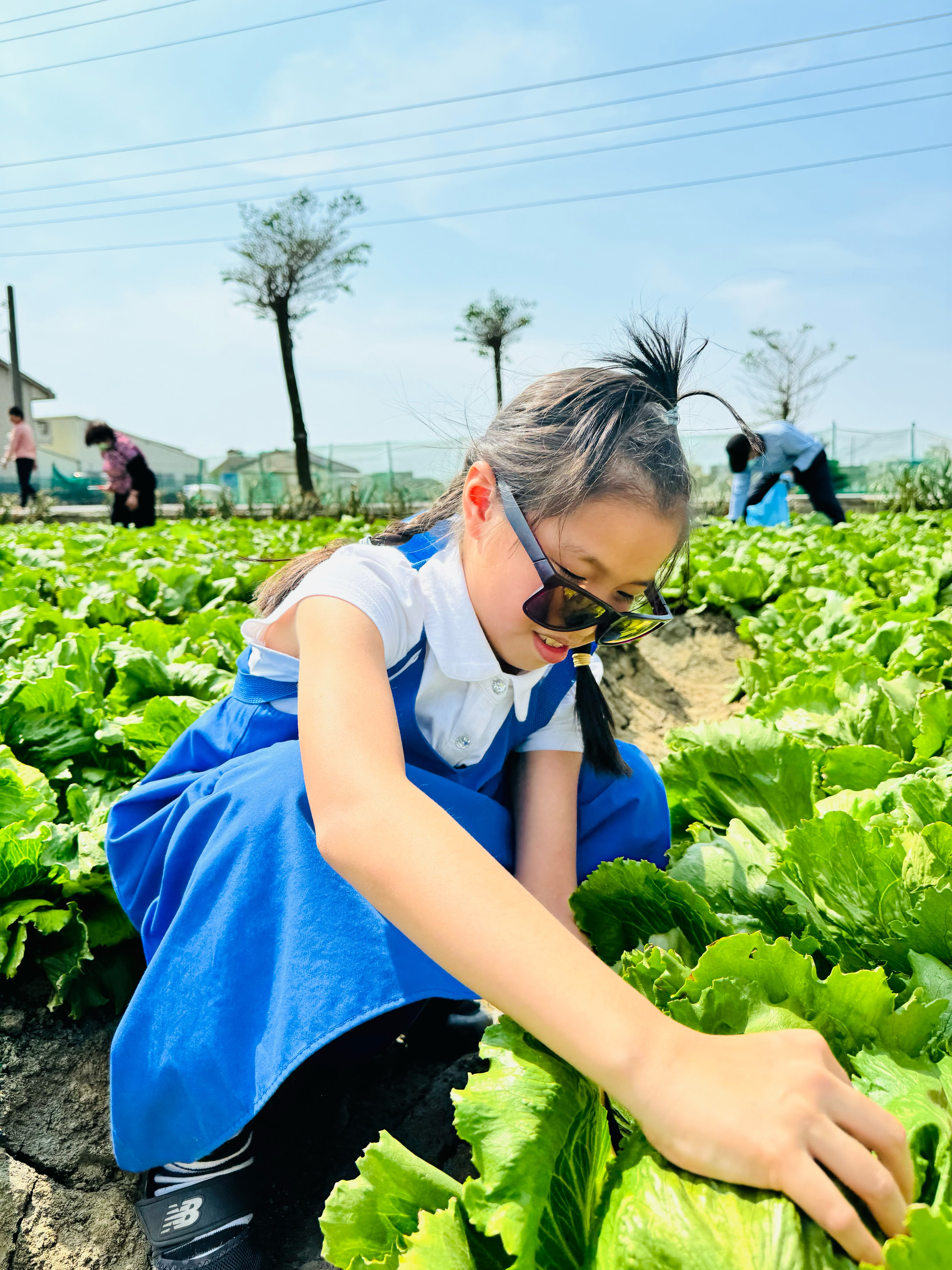 美生菜