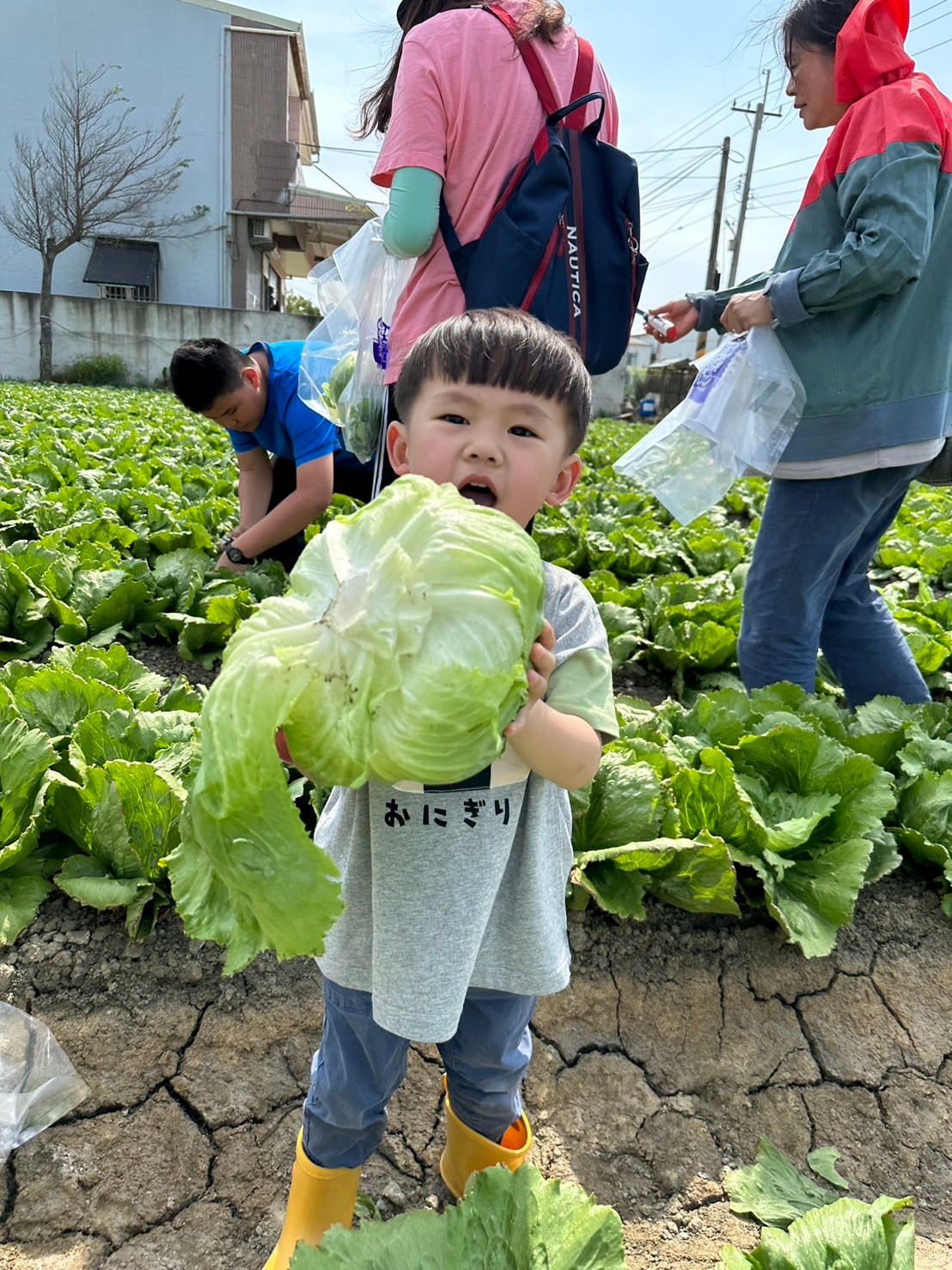 美生菜