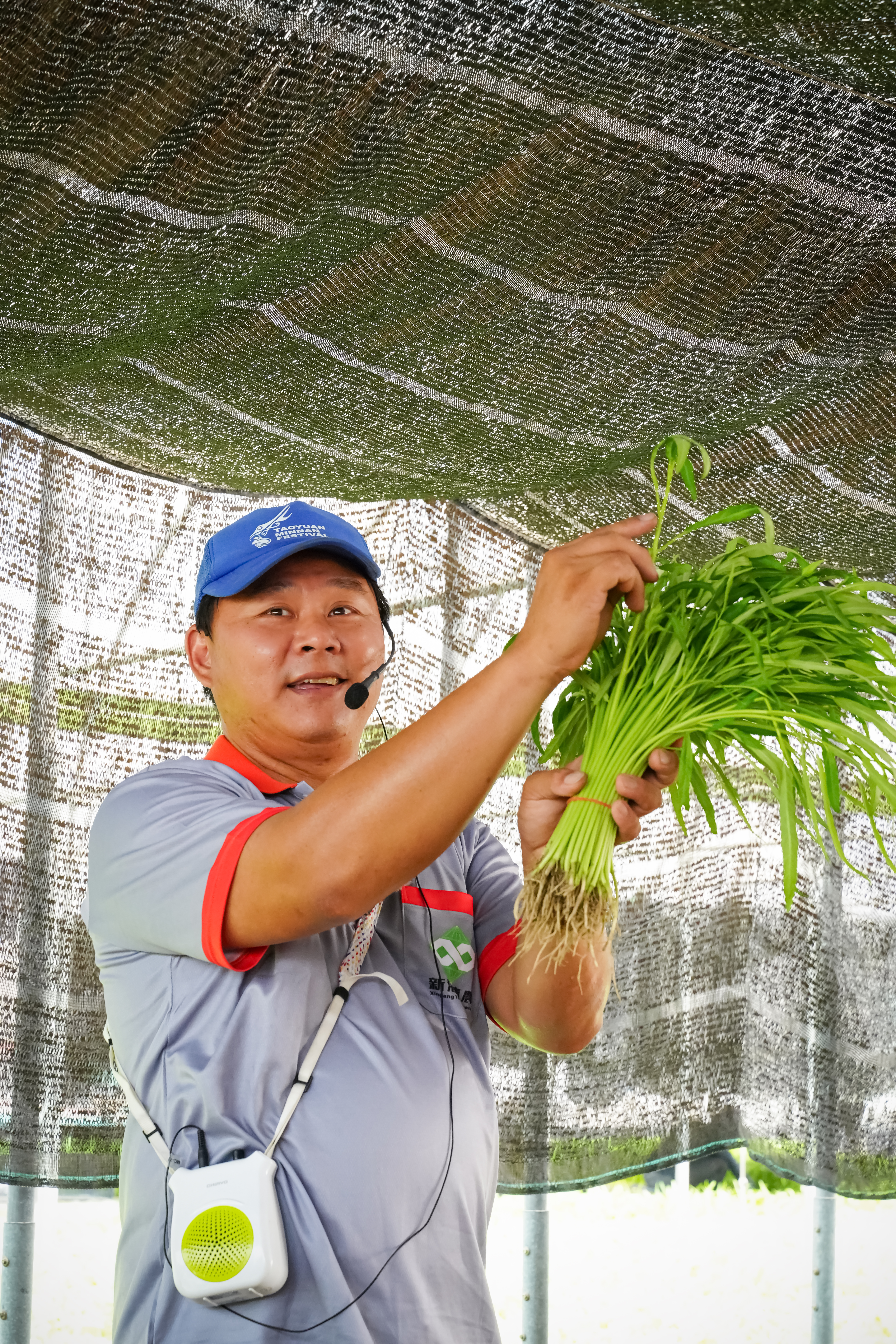 知道如何判別空心菜是否成熟