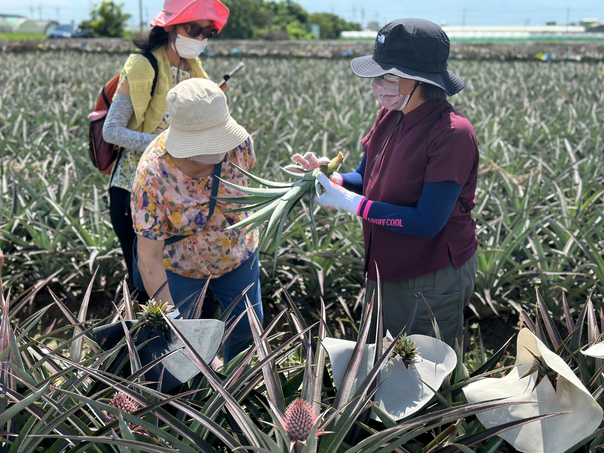 學習採集鳳梨側芽認識鳳梨種苗