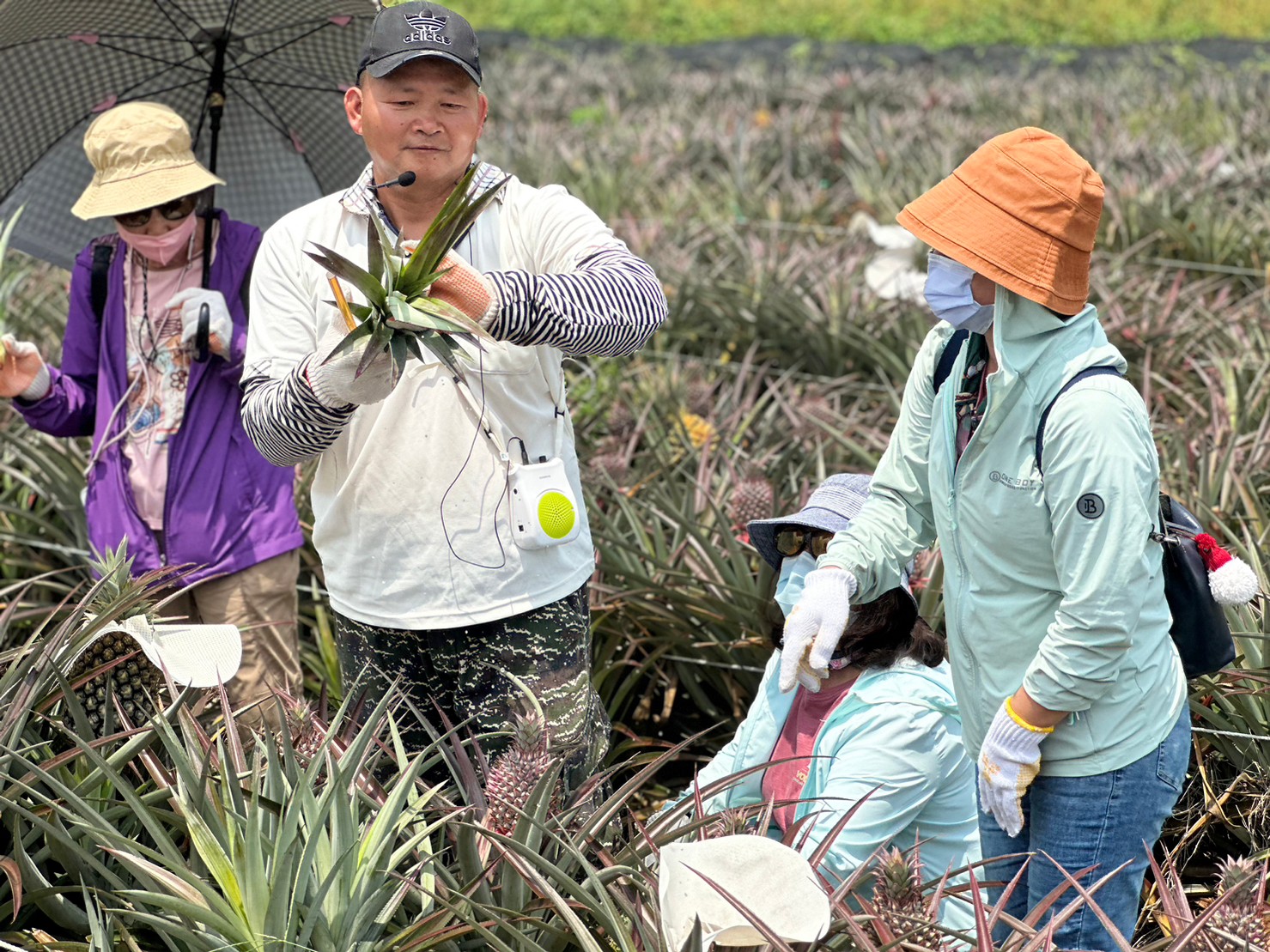 知道鳳梨採收後的剩餘物質如何處理再利用