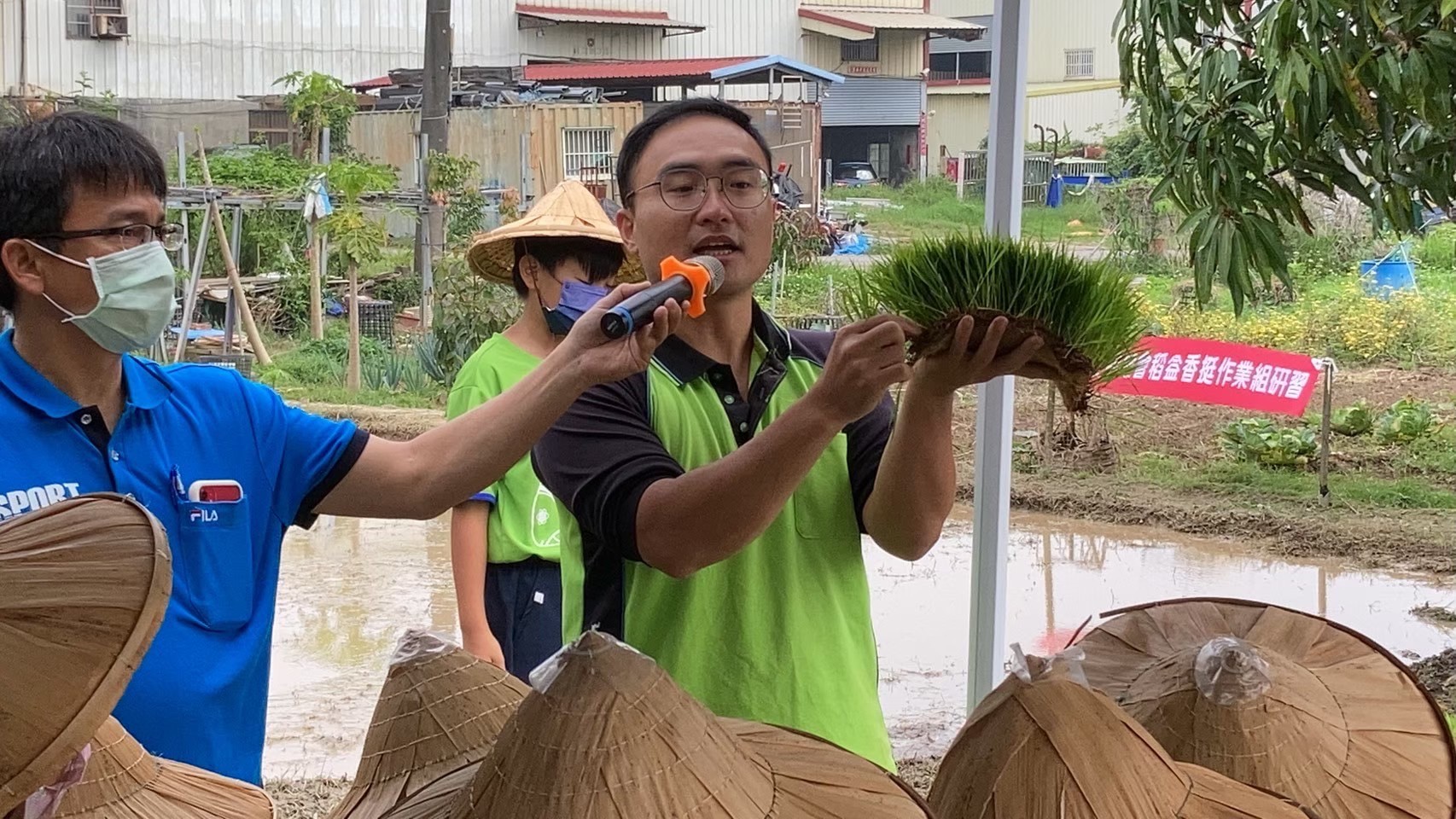 秧苗介紹2