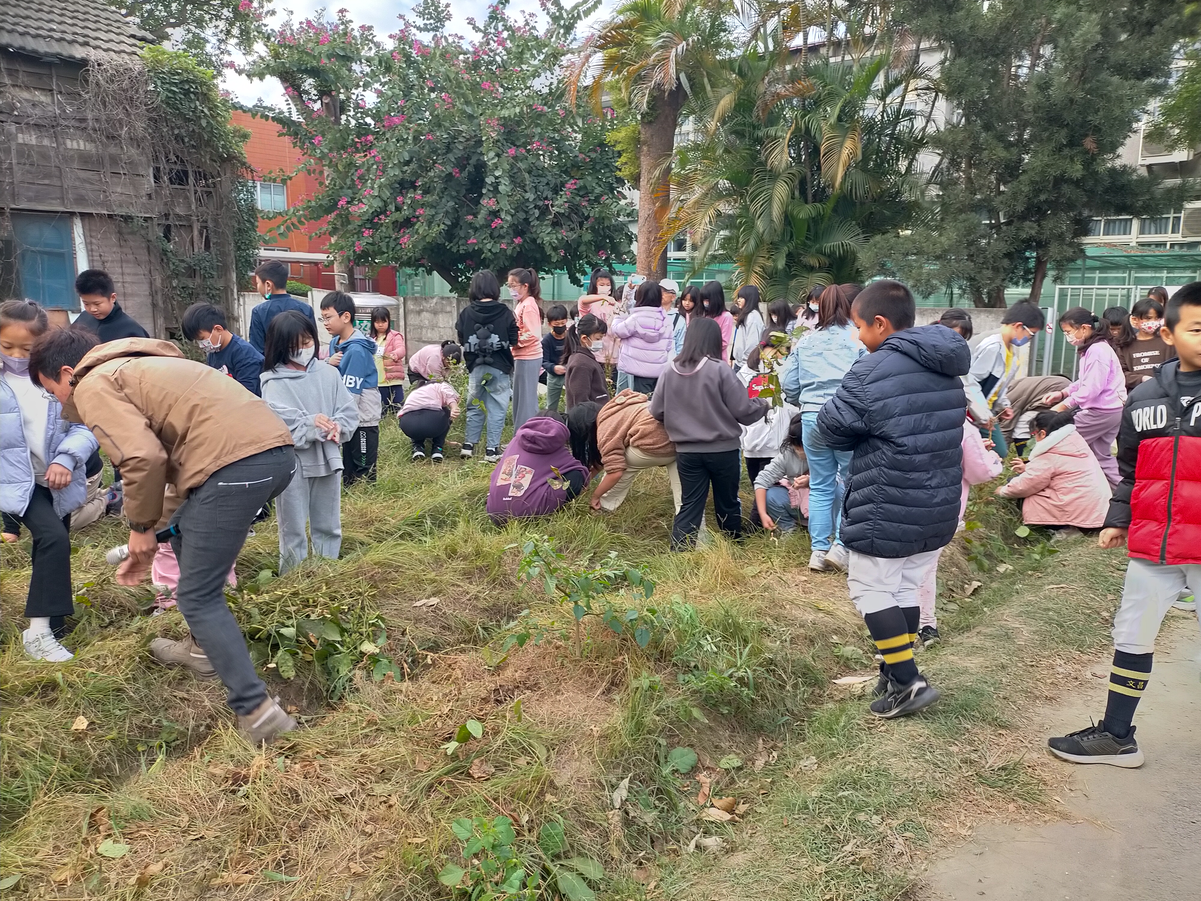 採黑豆
