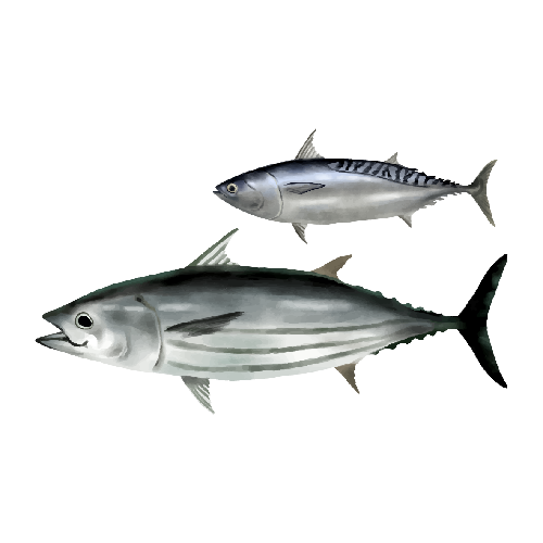 宜蘭鰹魚
