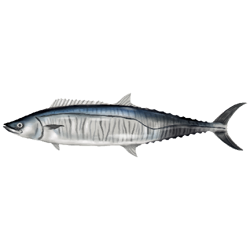 澎湖康氏馬加鰆(土魠魚)