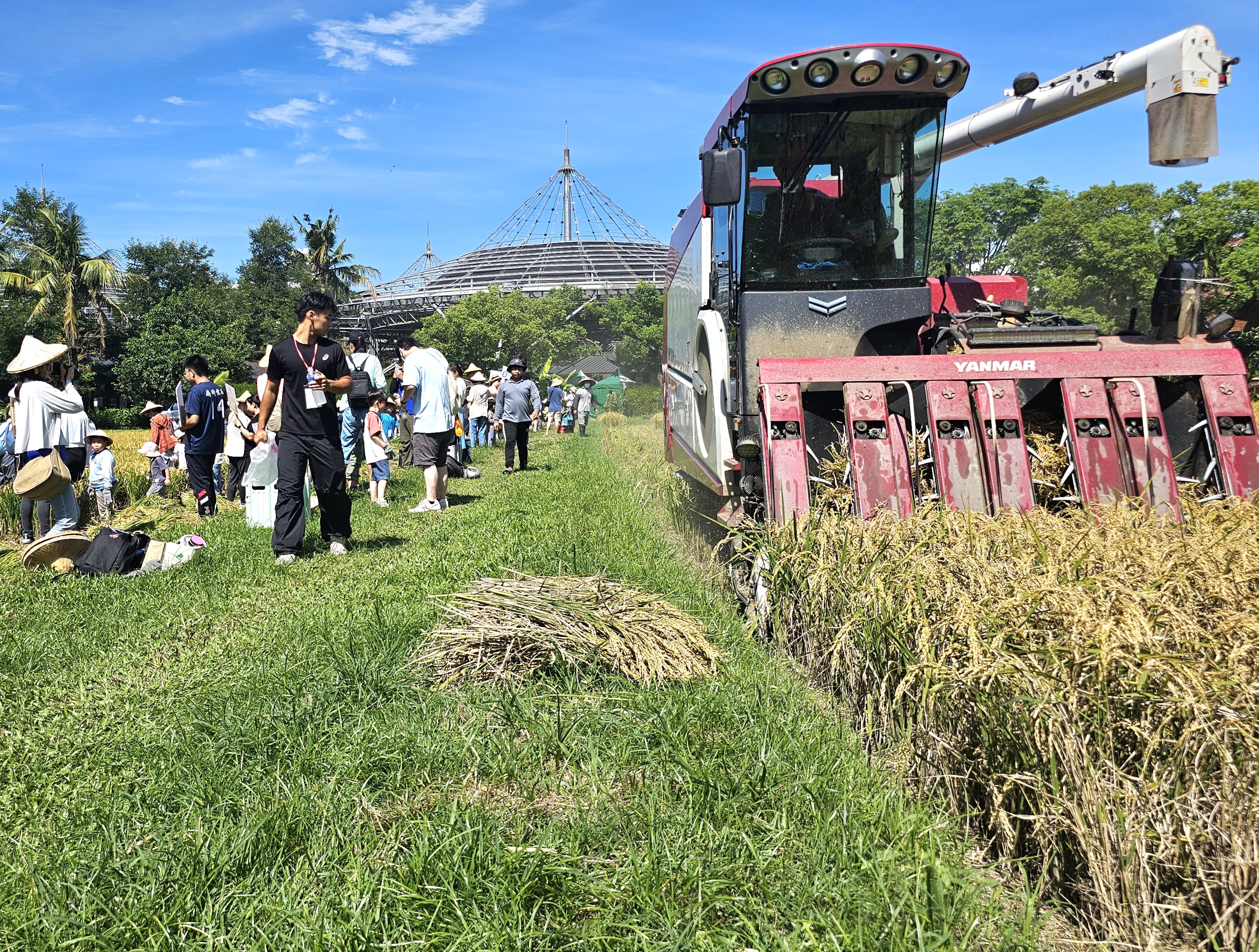 六堆黃金稻穗糯米大豐收,收割機與參與民眾