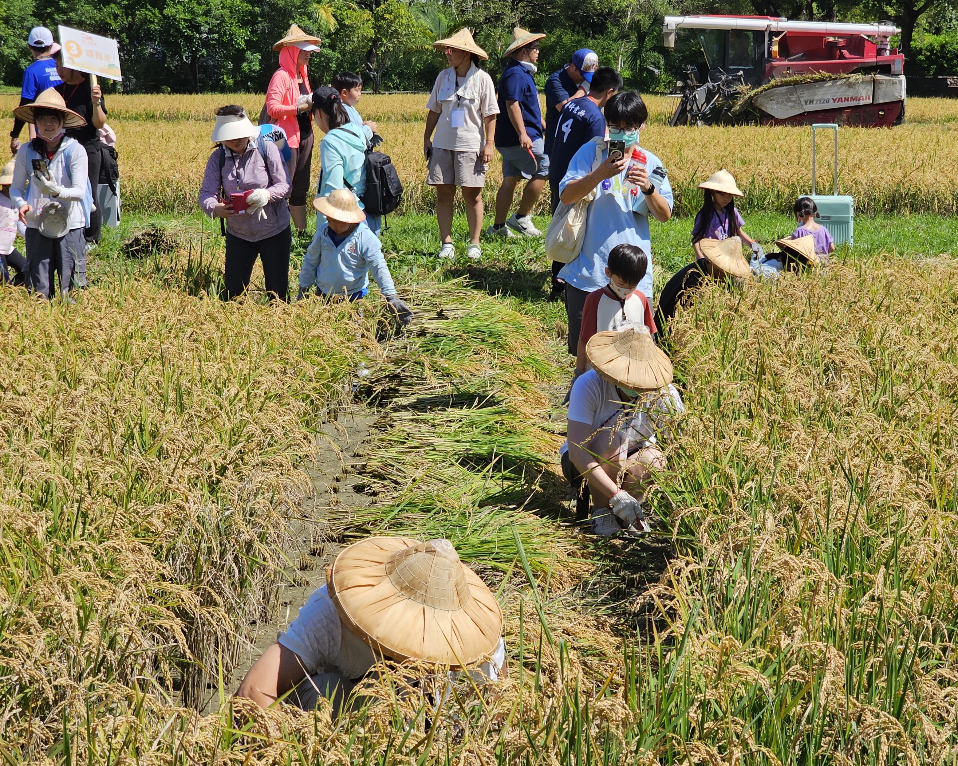 六堆黃金稻穗糯米大豐收,民眾用鐮刀一刀刀收割與收割機快速收割呈現對比